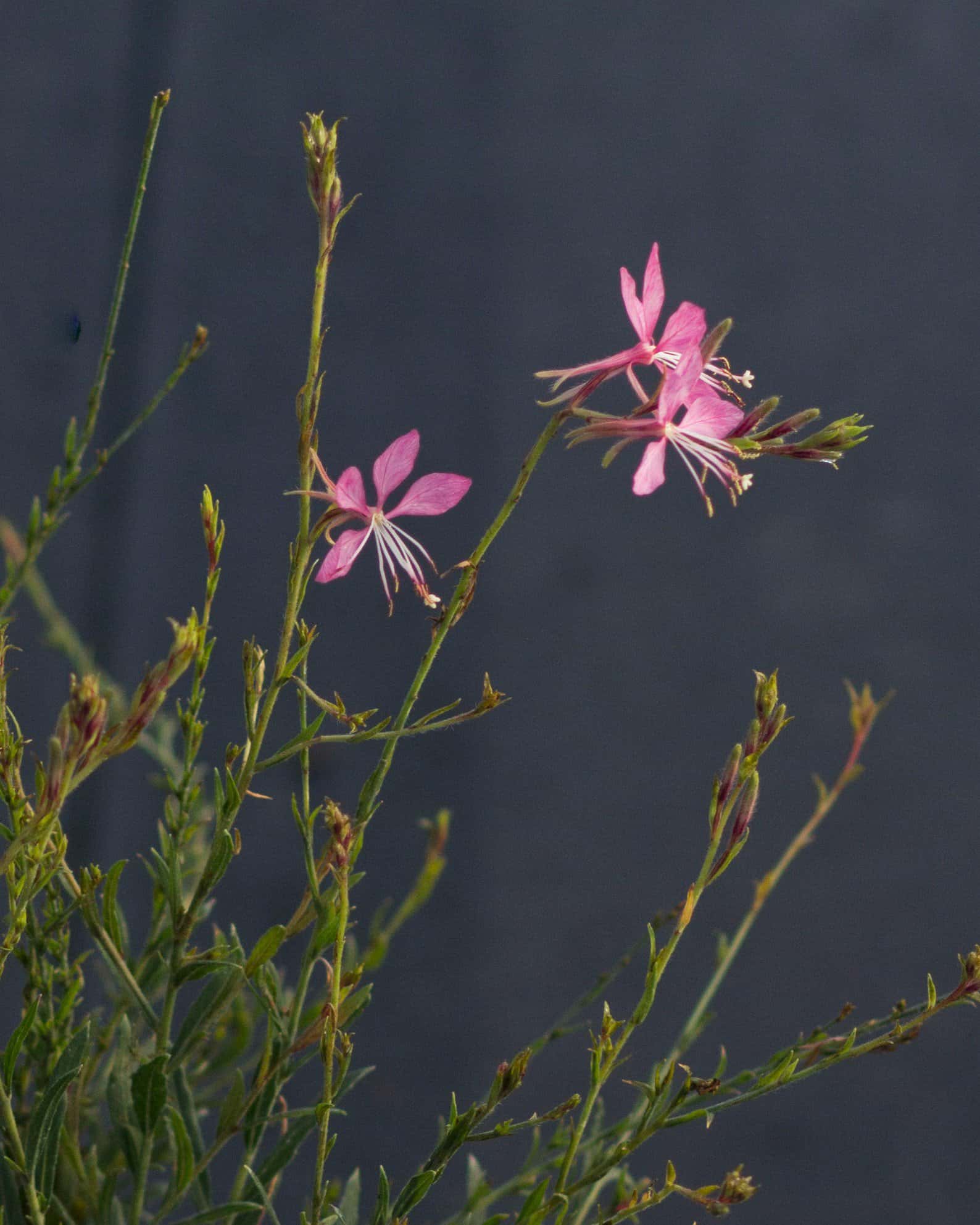 Graceful Pink Gaura - Image 1