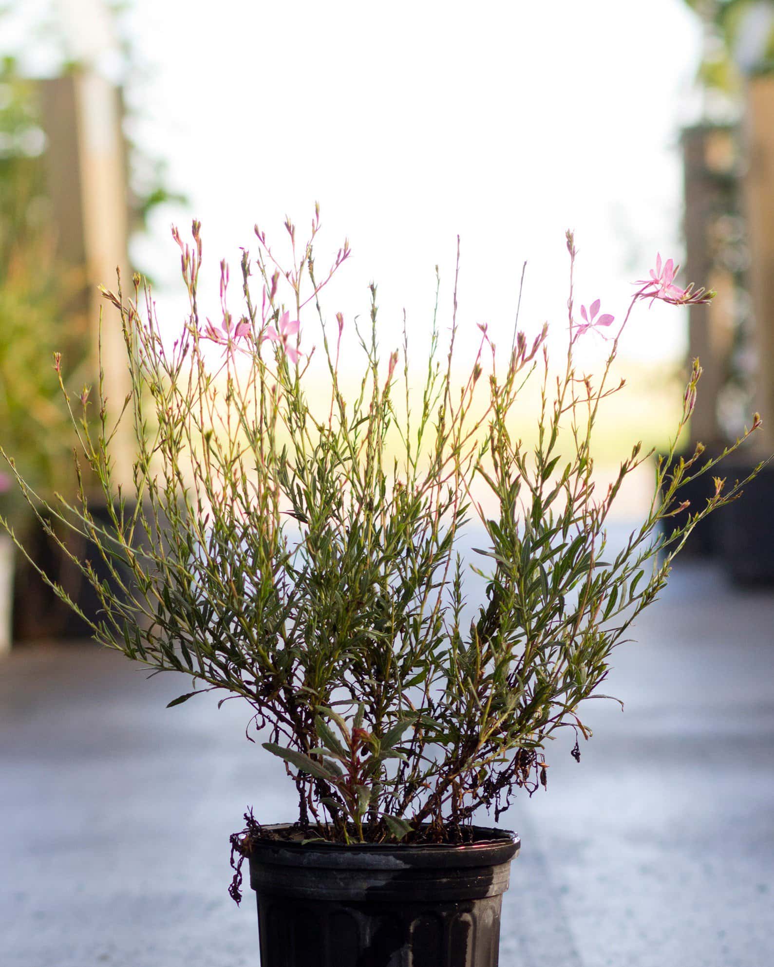 Graceful Pink Gaura - Image 3