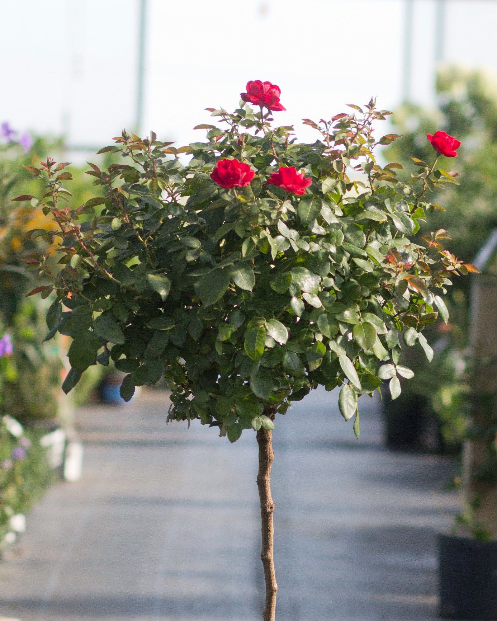Grand Champion Red Rose Tree Form - view 2