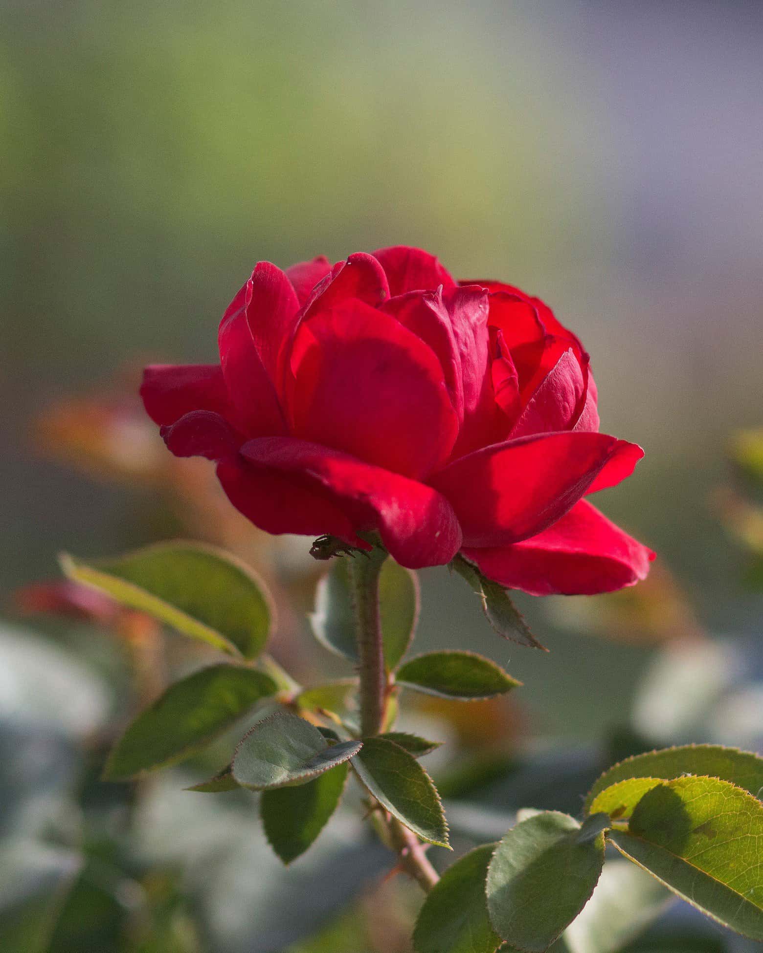 Grand Champion Red Rose Tree Form - Image 2