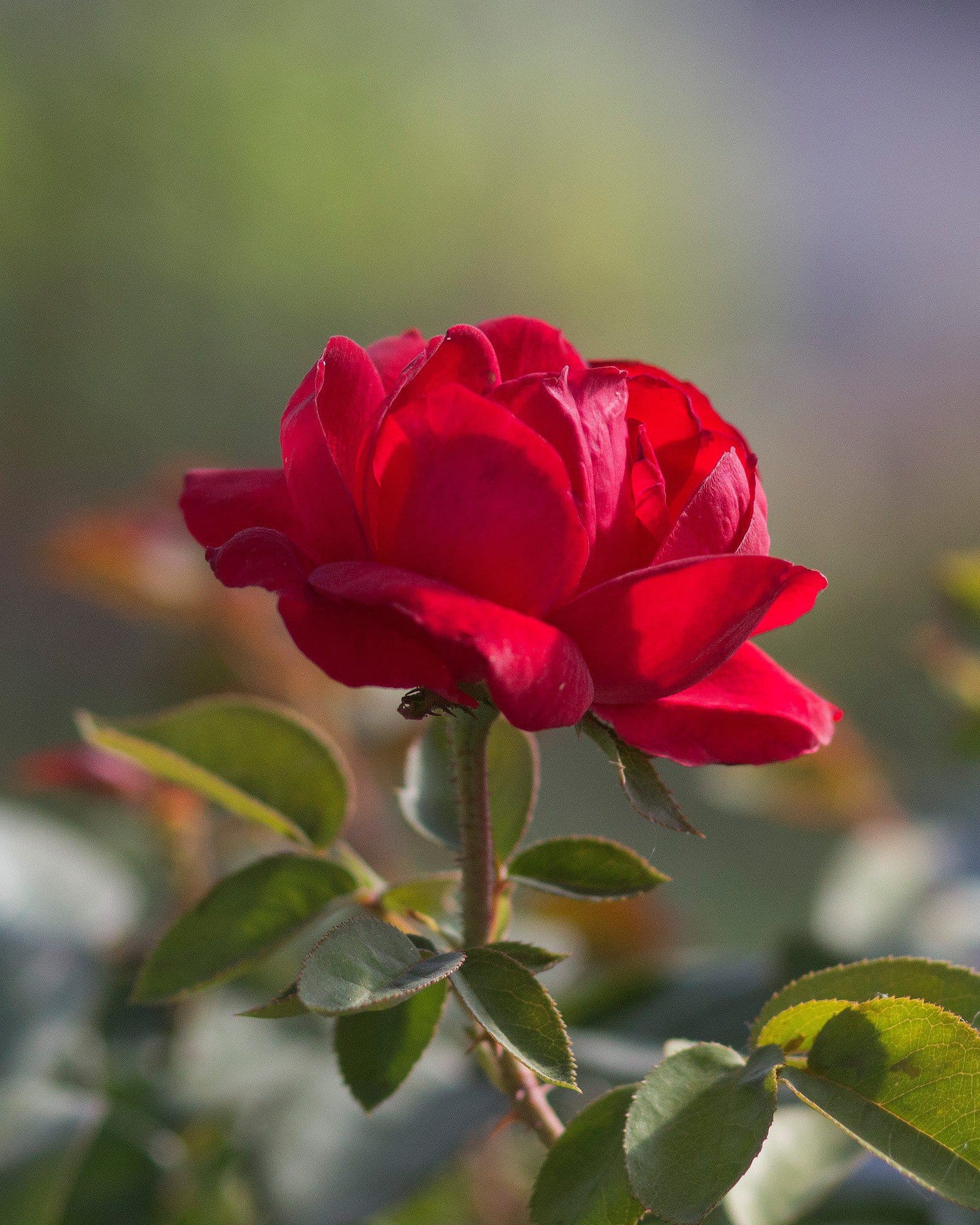 Grand Champion Red Rose Tree Form - view 3