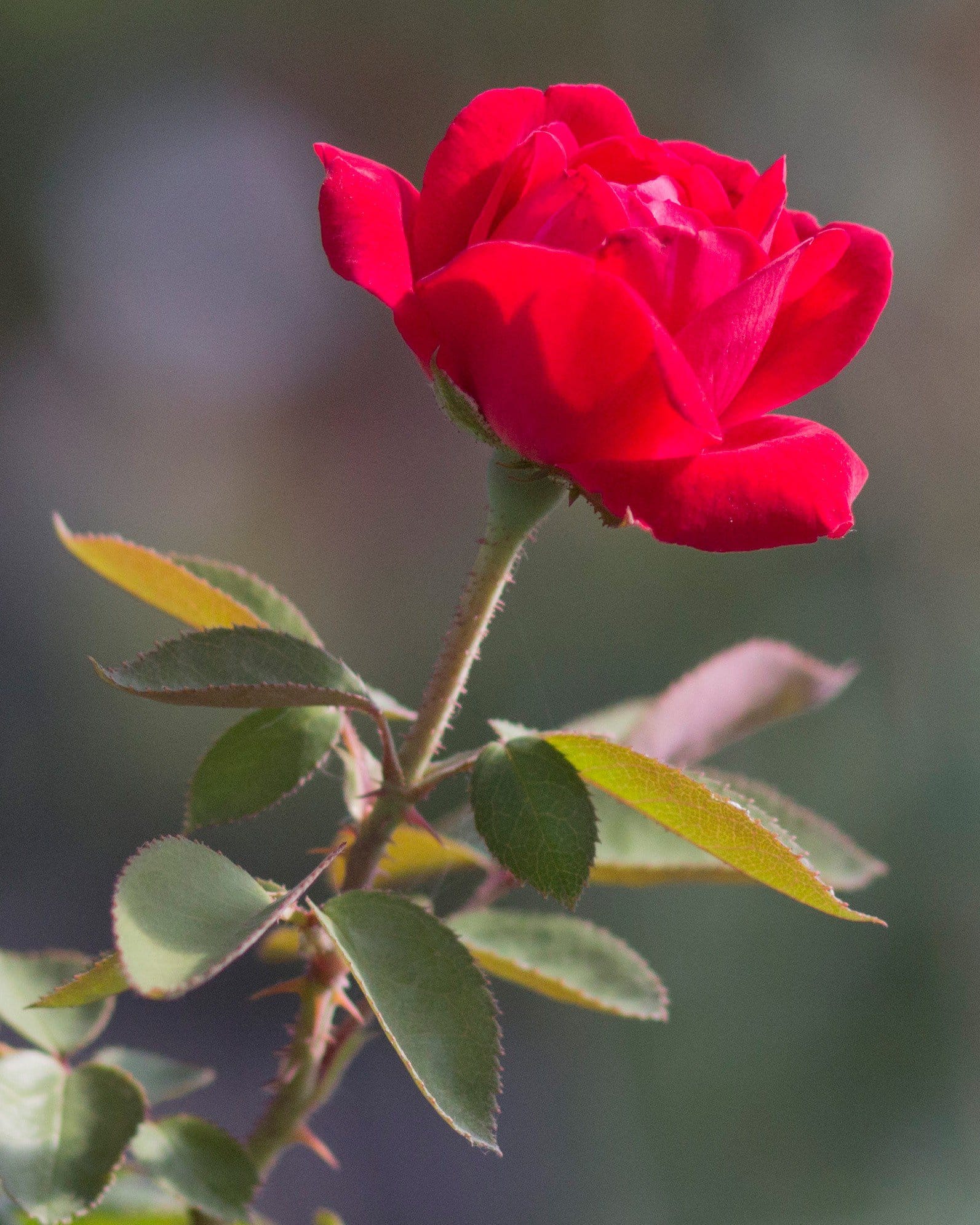 Grand Champion Red Rose Tree Form - view 4