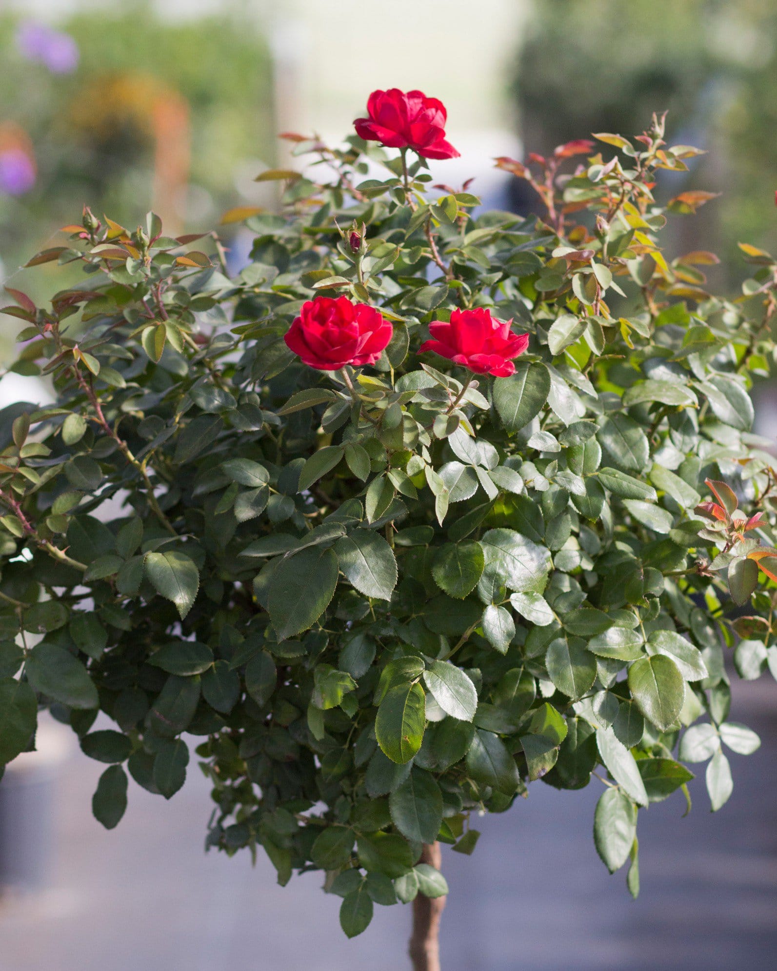 Grand Champion Red Rose Tree Form - view 5