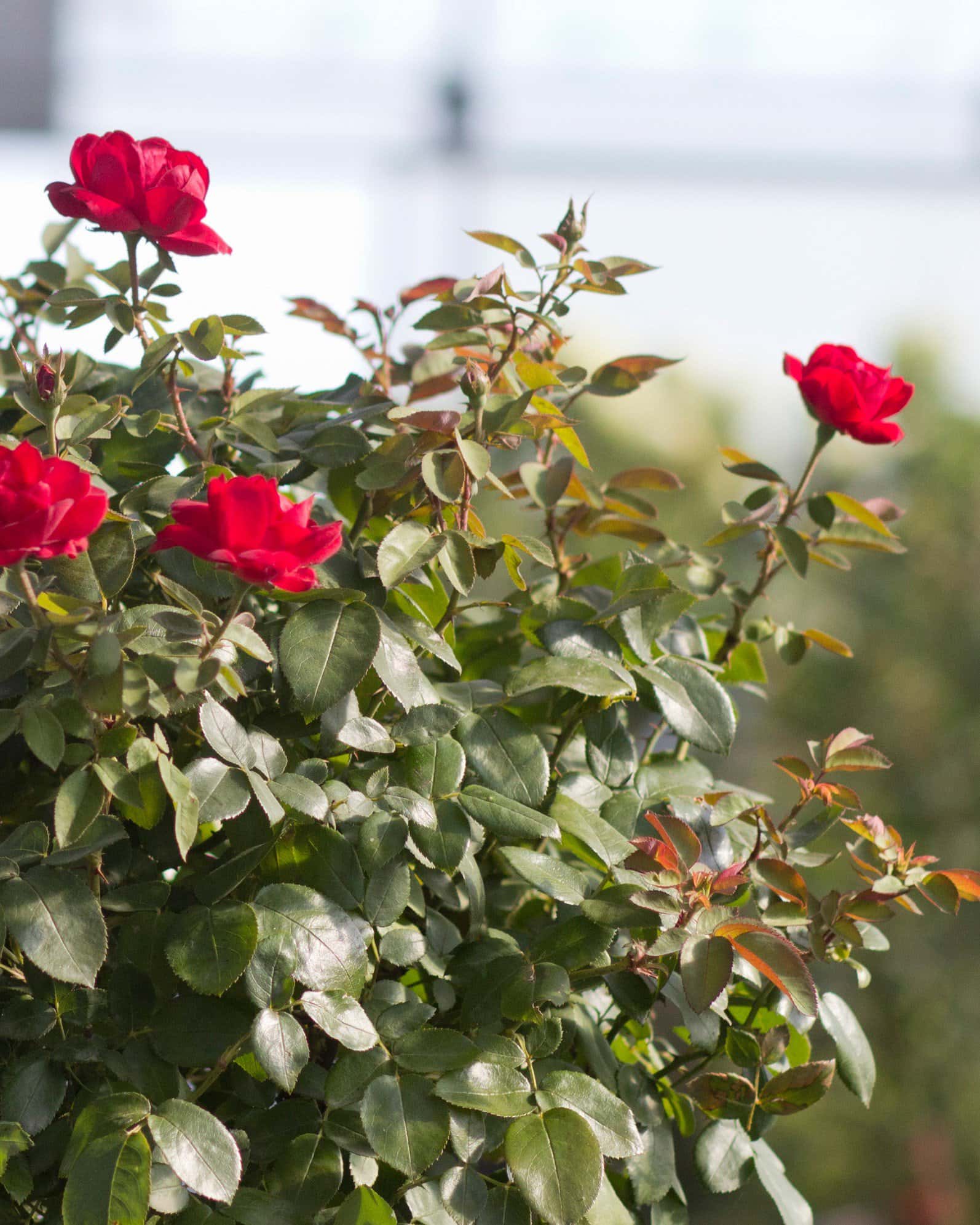 Grand Champion Red Rose Tree Form - Image 5