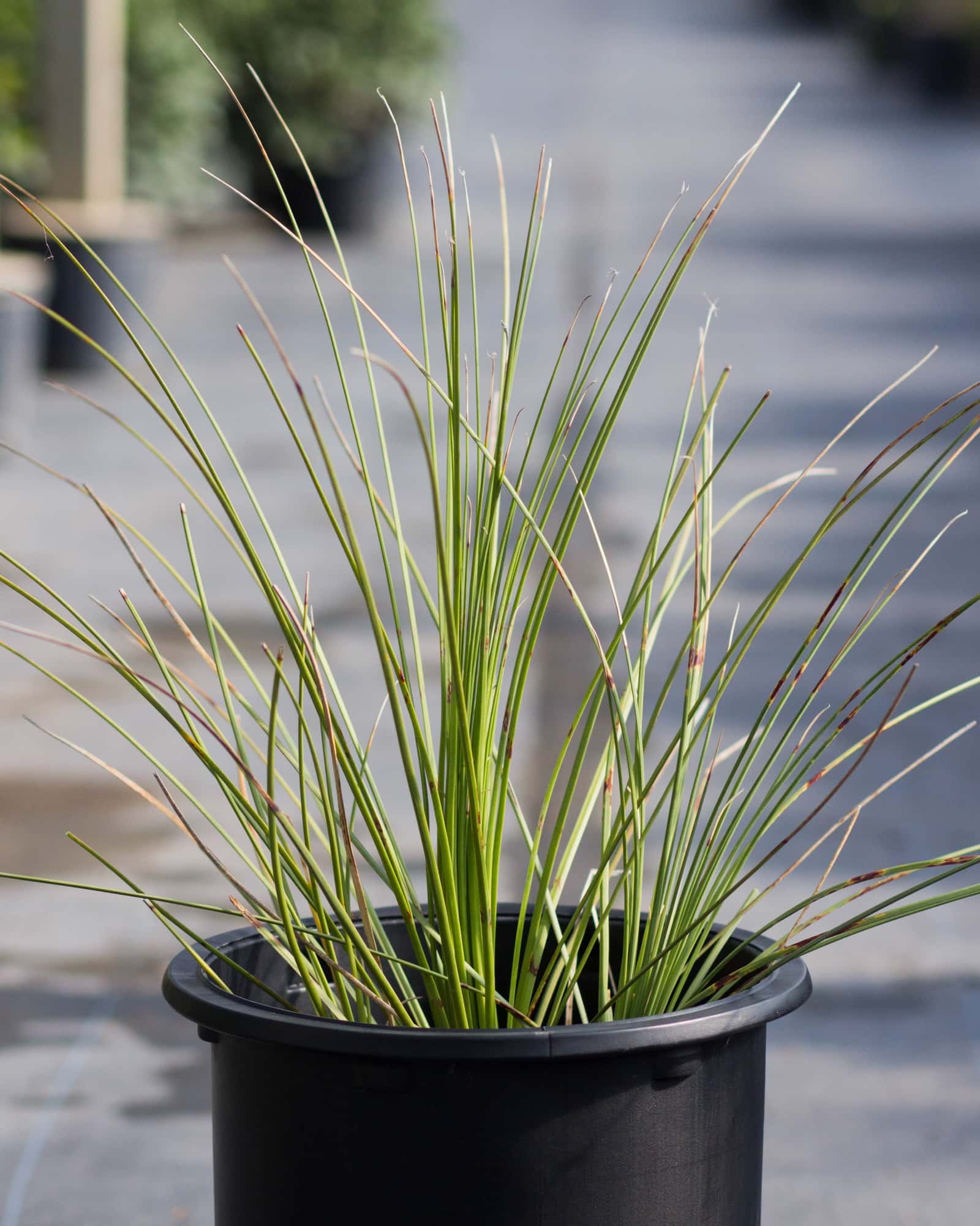 Grassy Sotol - Main Image