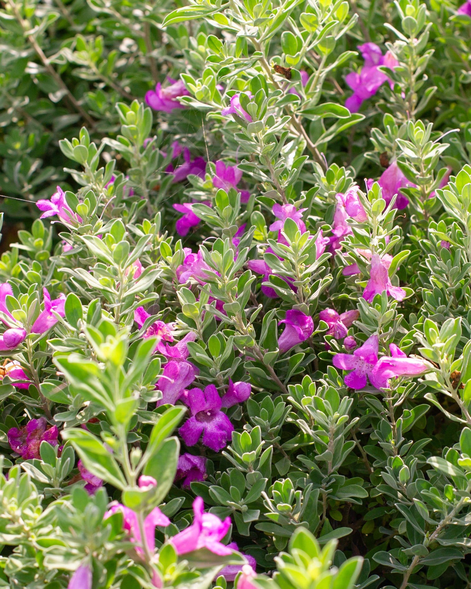 Green Cloud Texas Sage