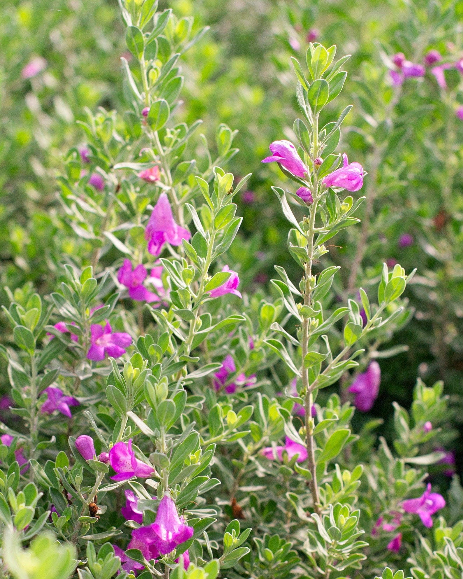 Green Cloud Texas Sage - view 2