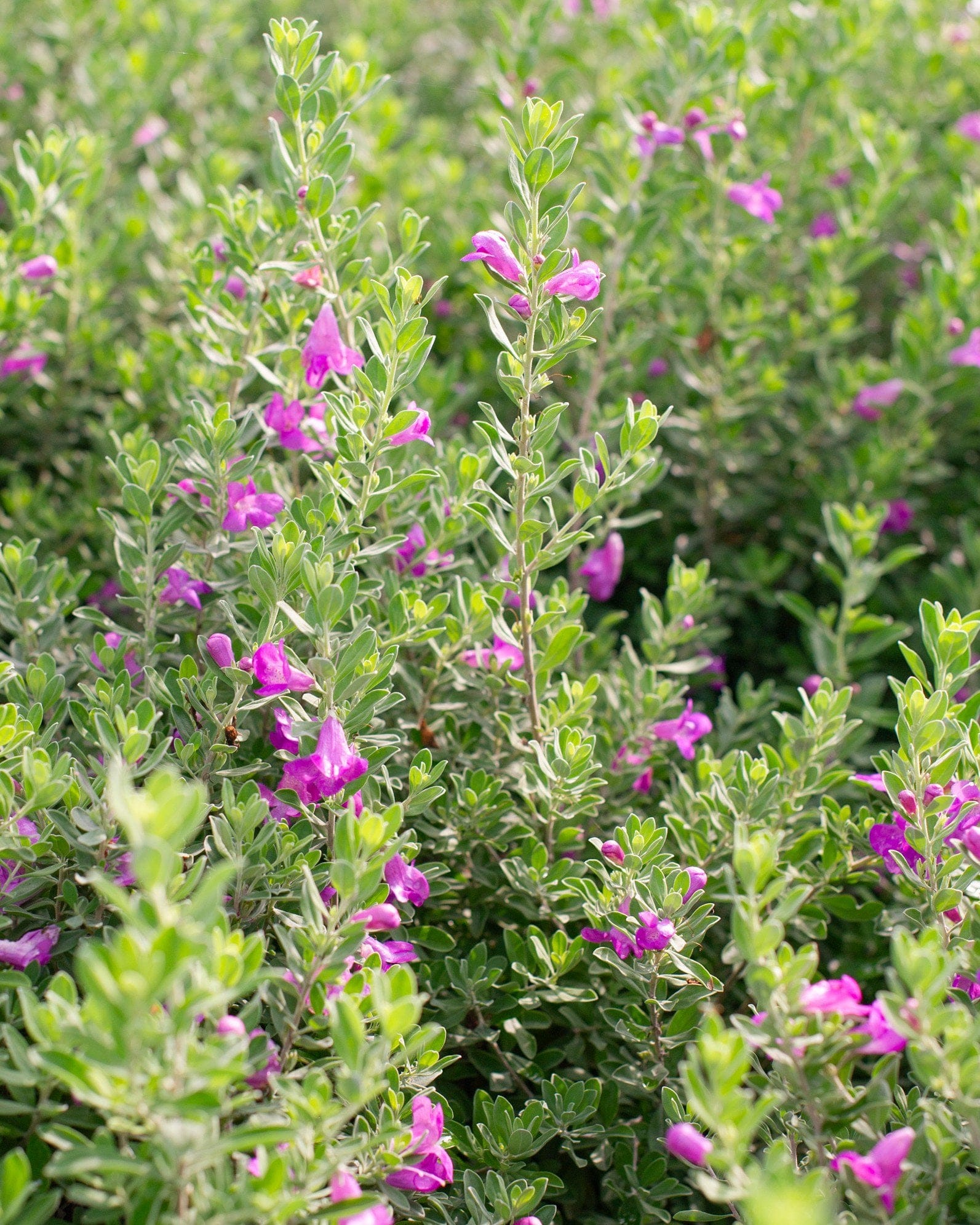 Green Cloud Texas Sage - view 3
