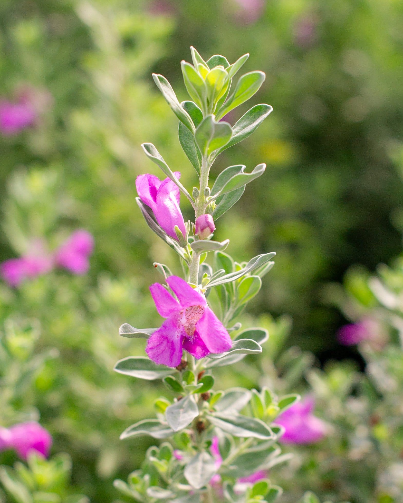 Green Cloud Texas Sage - view 4
