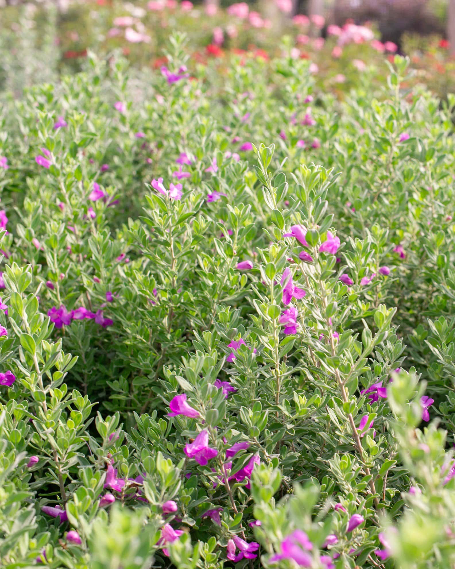 Green Cloud Texas Sage - Image 4