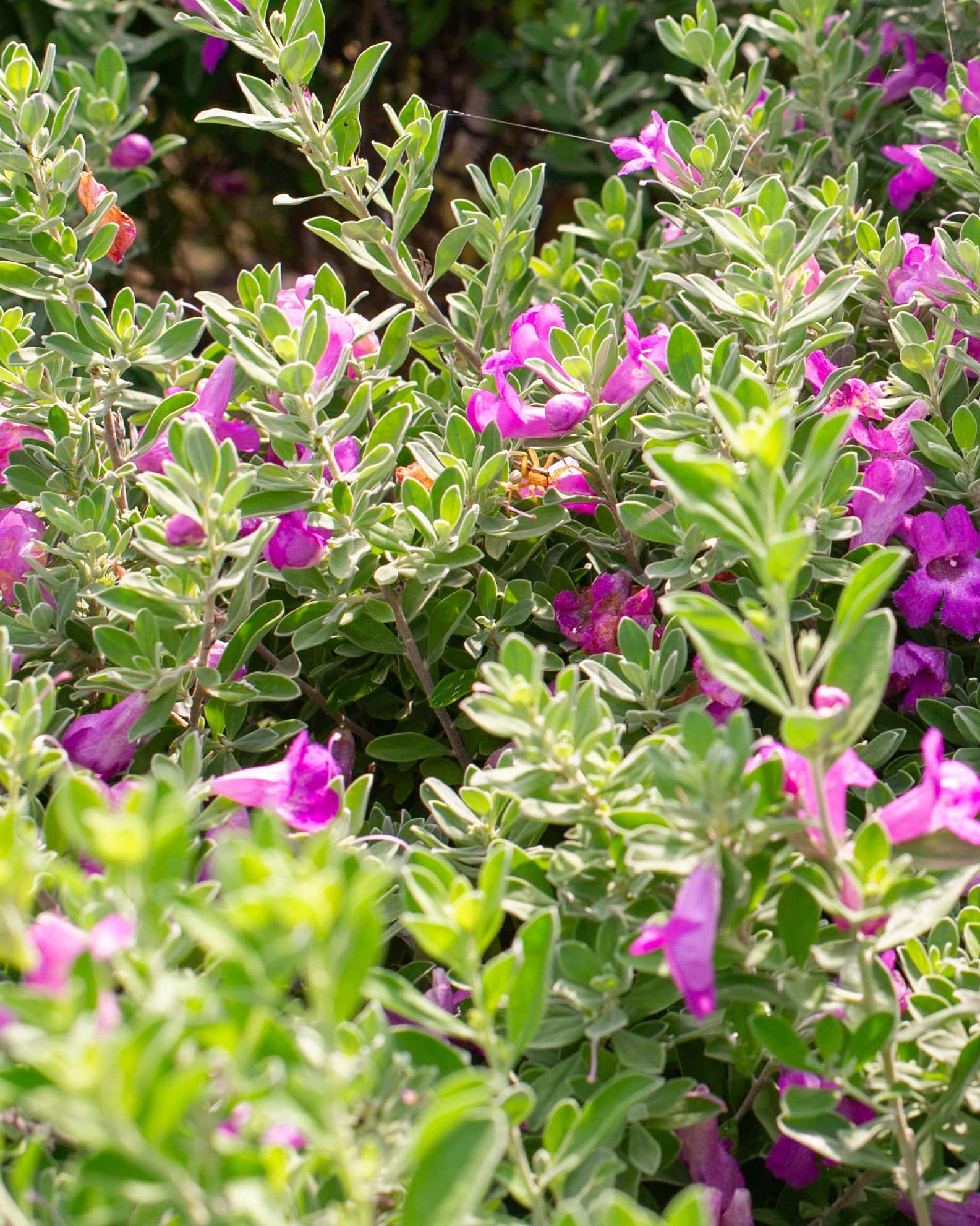 Green Cloud Texas Sage - Image 5