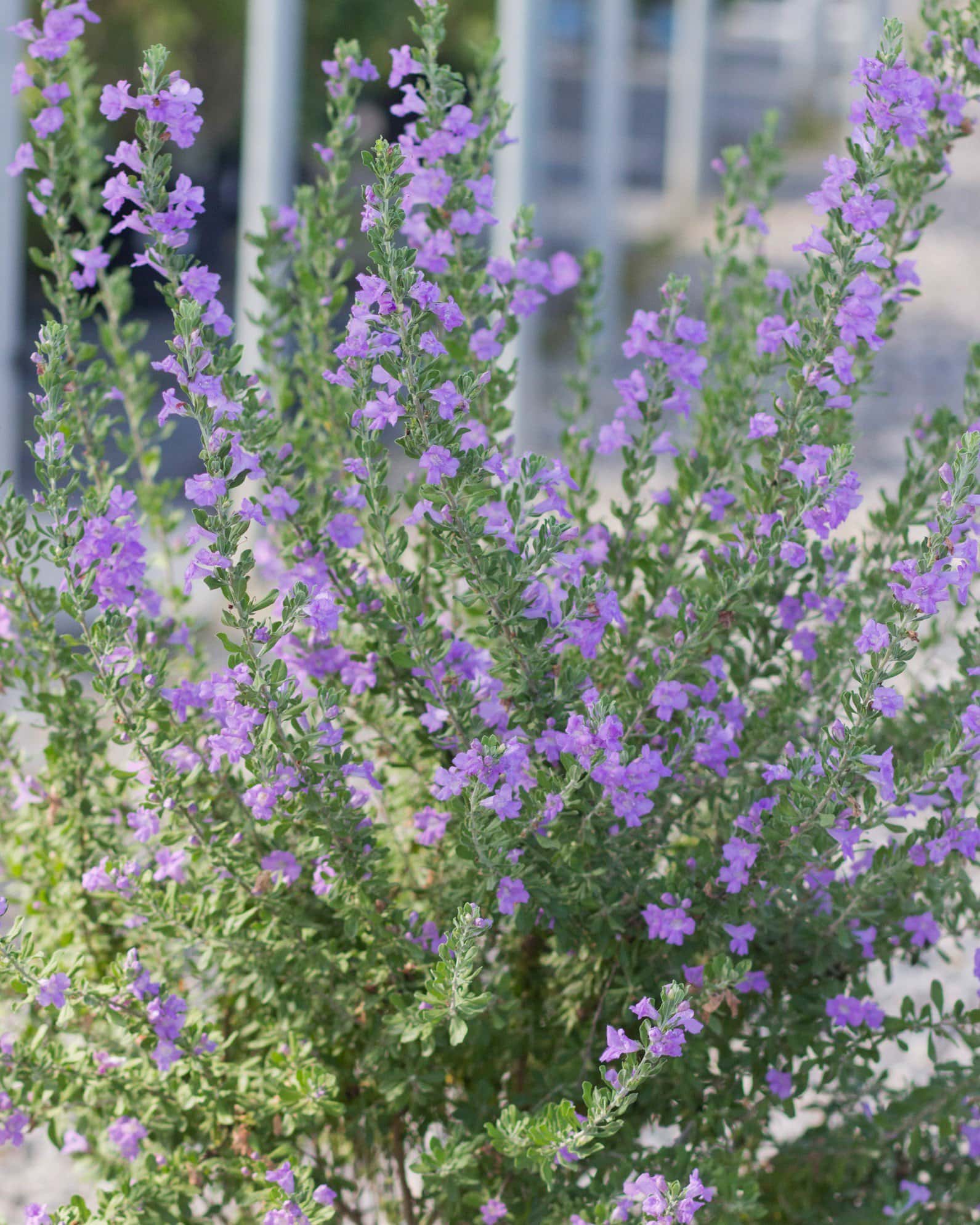 Heavenly Cloud Texas Sage - Main Image