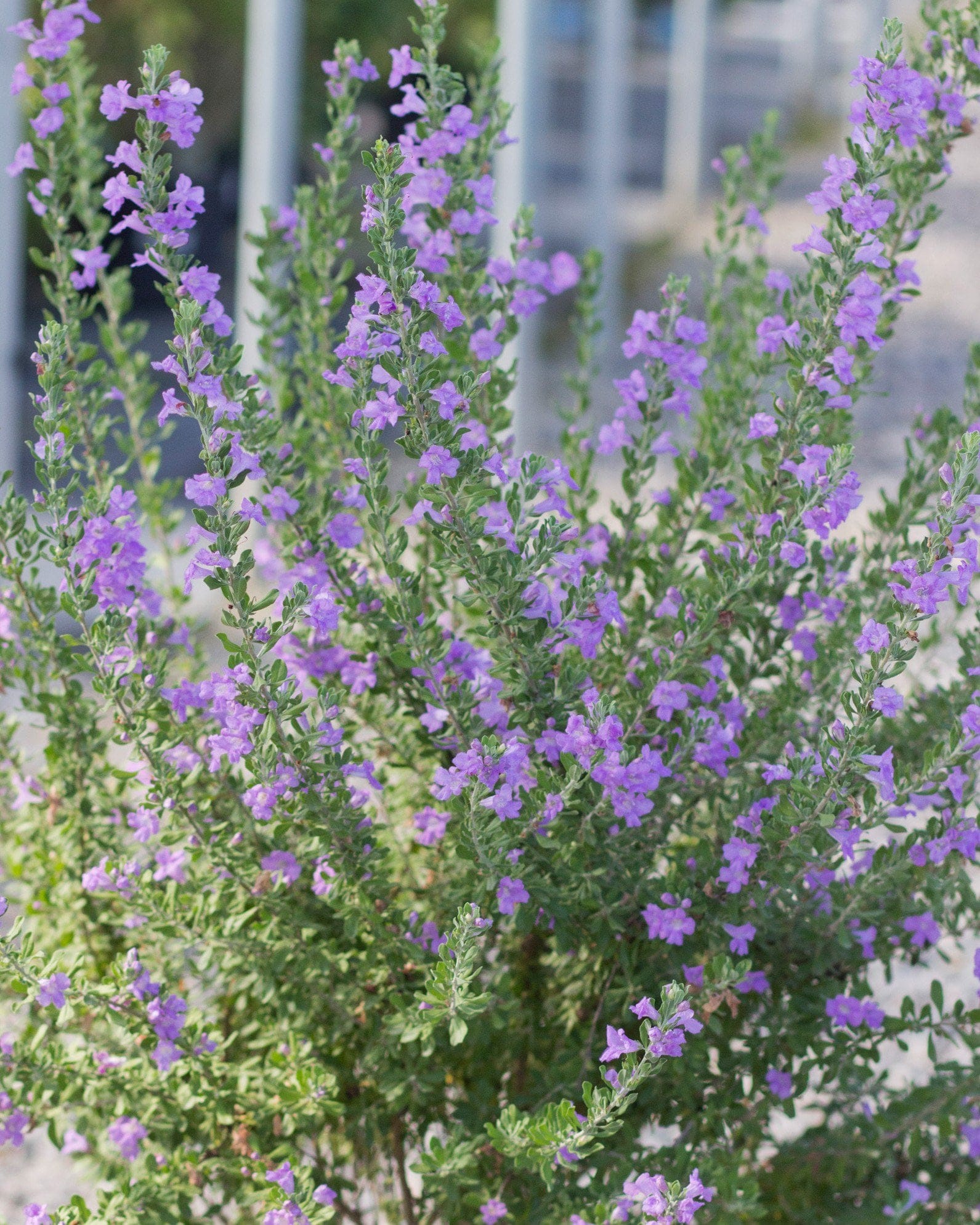 Heavenly Cloud Texas Sage