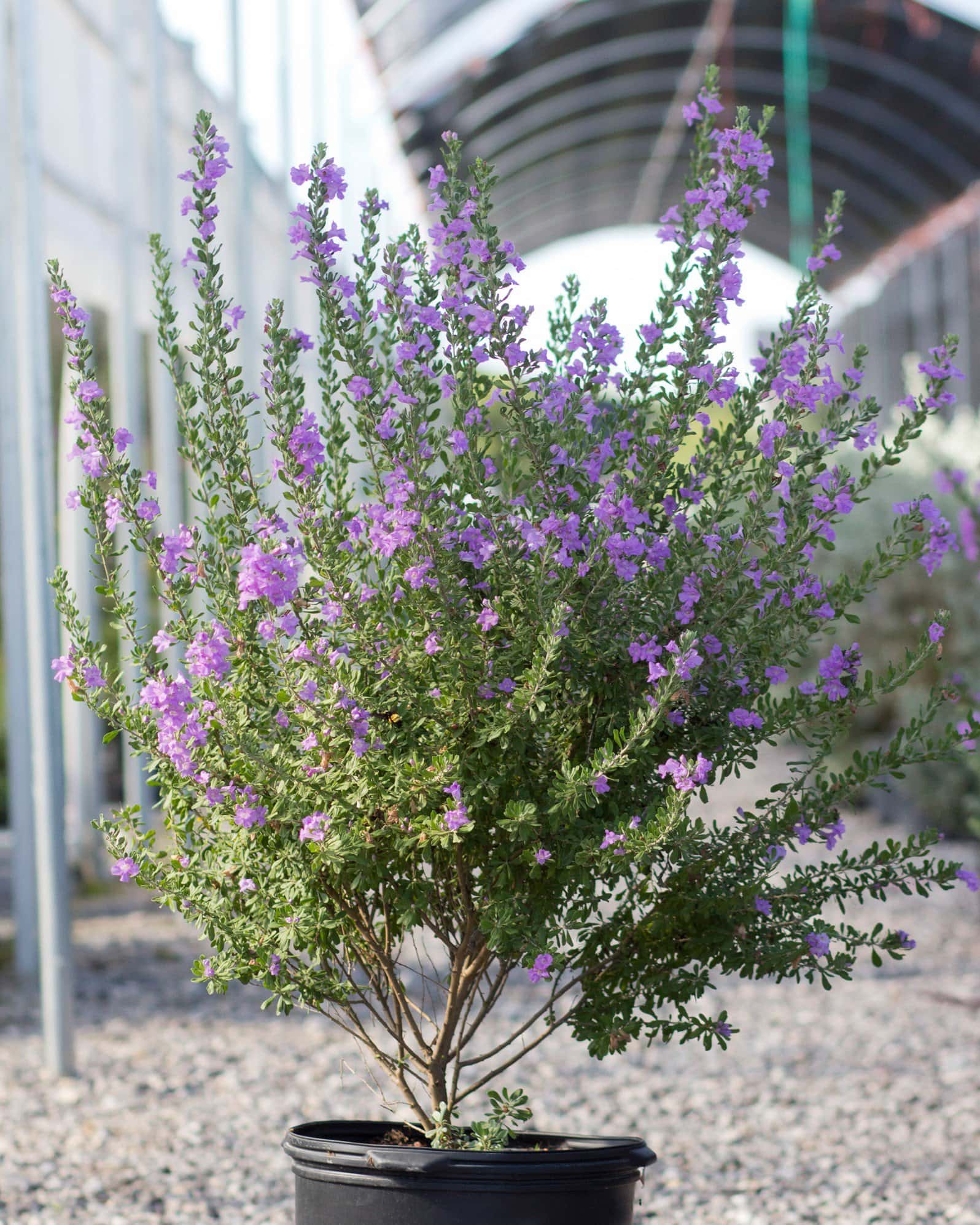 Heavenly Cloud Texas Sage - Image 1