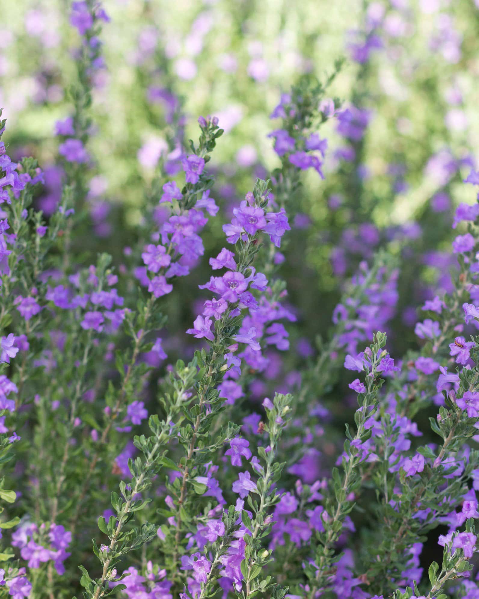 Heavenly Cloud Texas Sage - Image 2