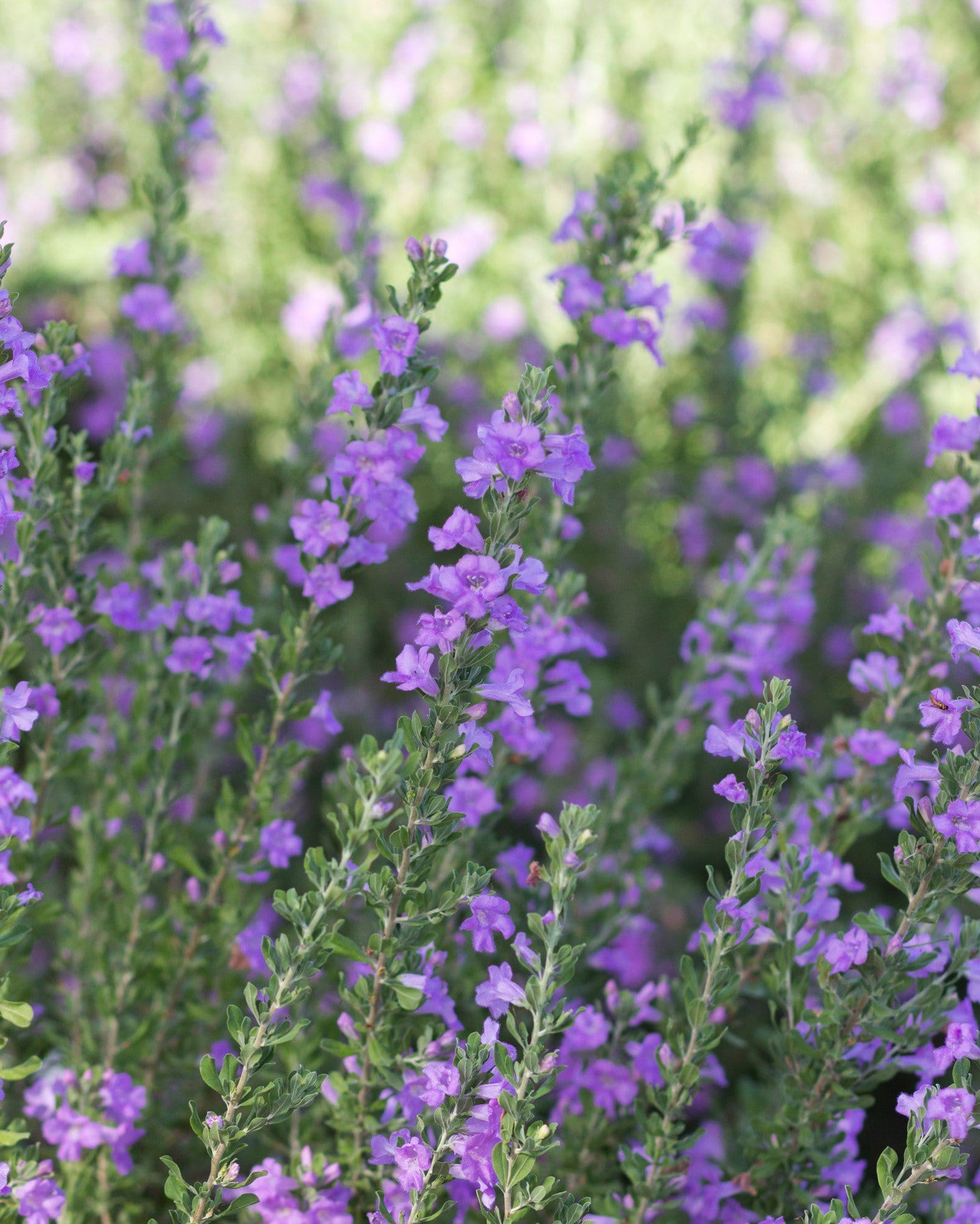 Heavenly Cloud Texas Sage - view 3