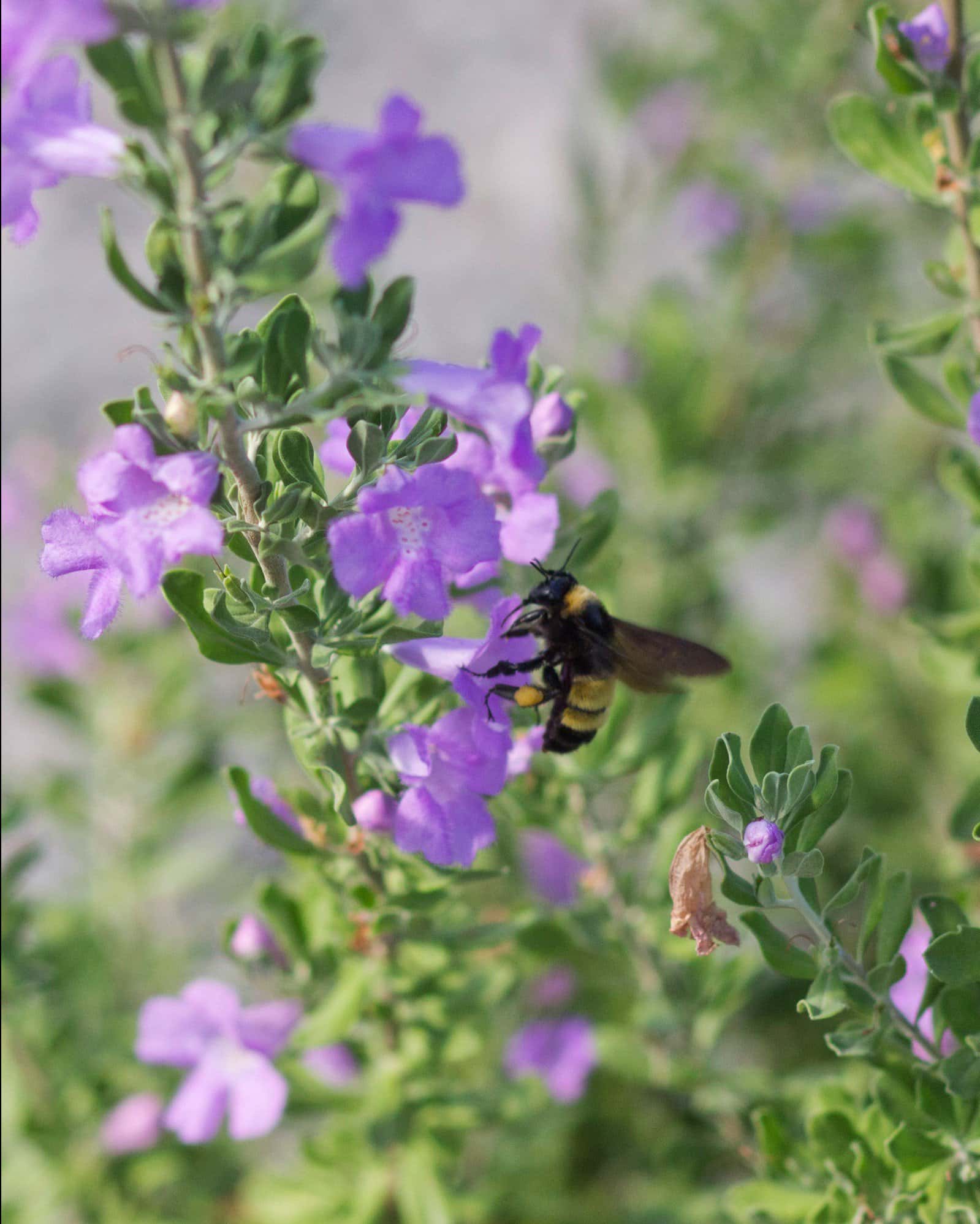 Heavenly Cloud Texas Sage - Image 3