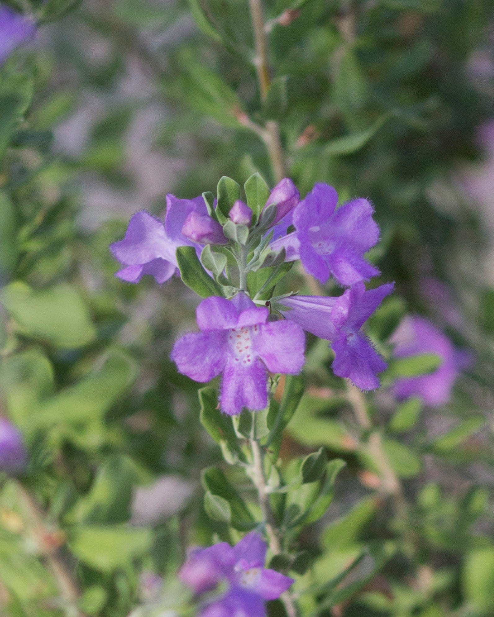 Heavenly Cloud Texas Sage - view 5