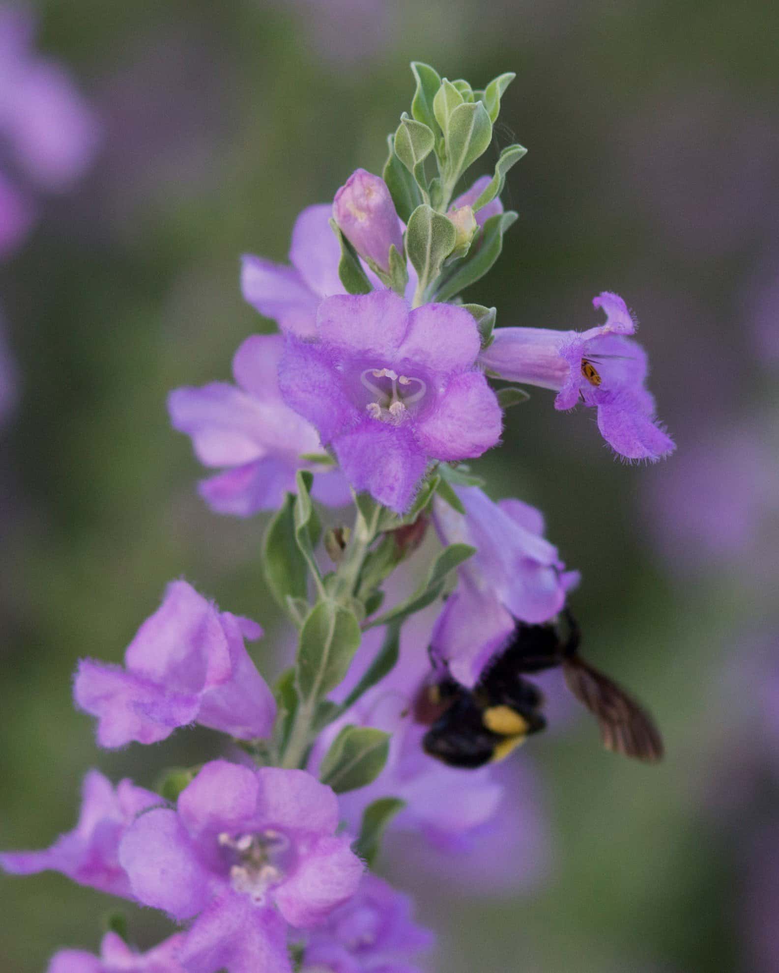 Heavenly Cloud Texas Sage - Image 5