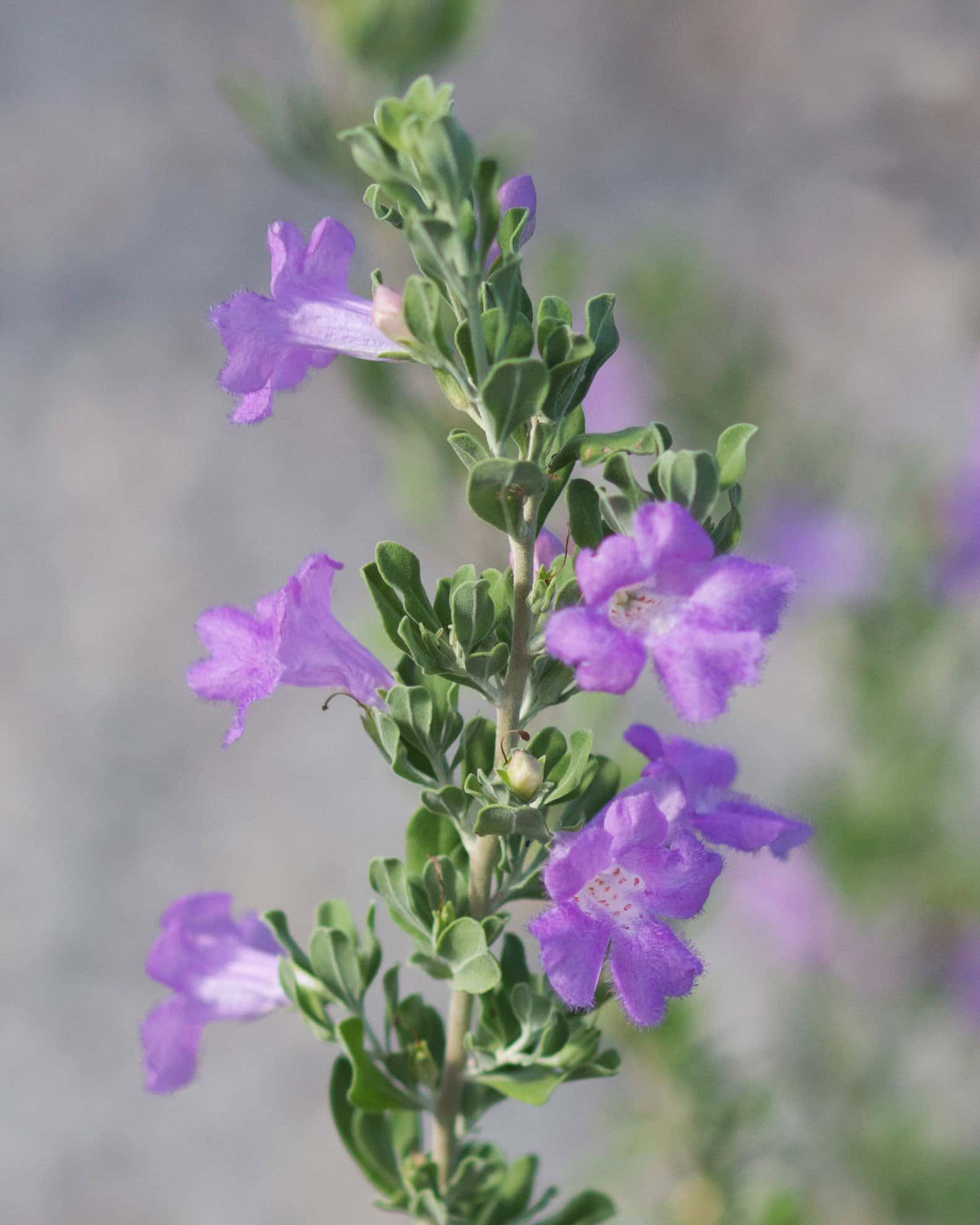 Heavenly Cloud Texas Sage - Image 6