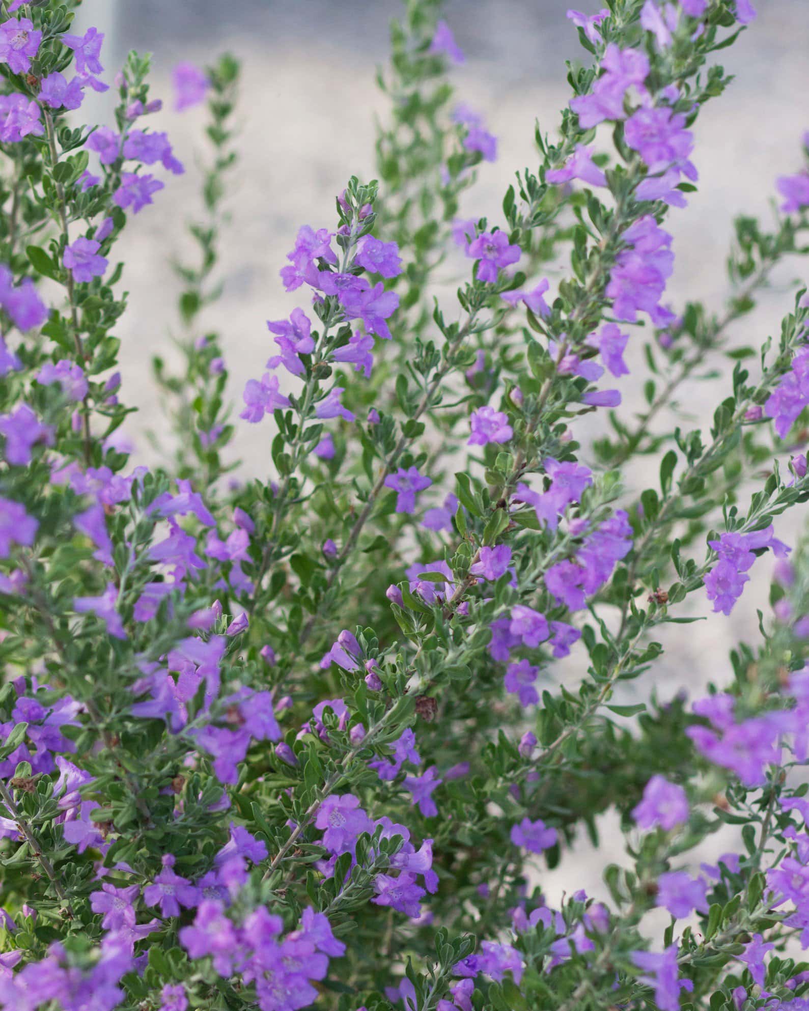 Heavenly Cloud Texas Sage - Image 7