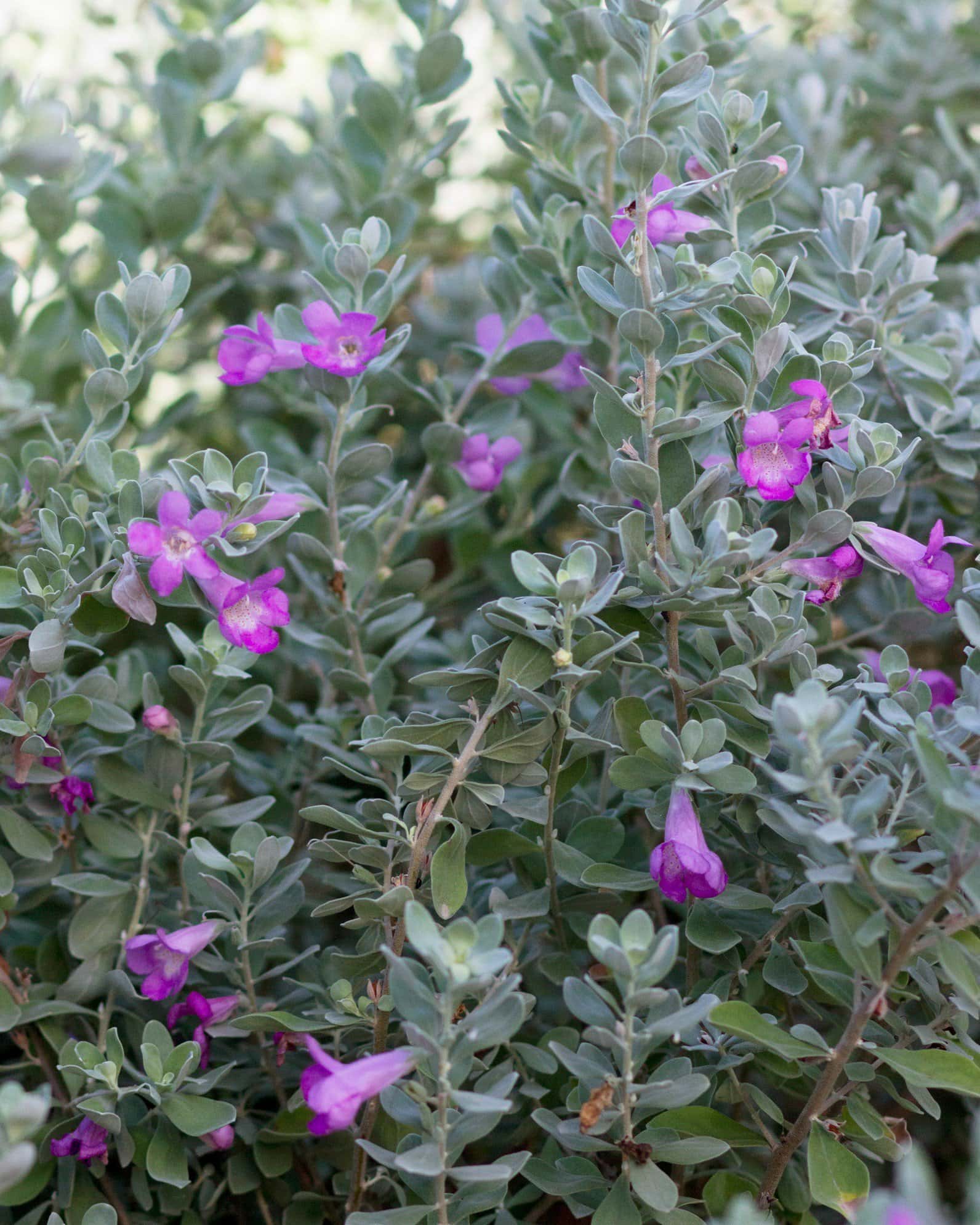 San Antonio Texas Sage - Main Image