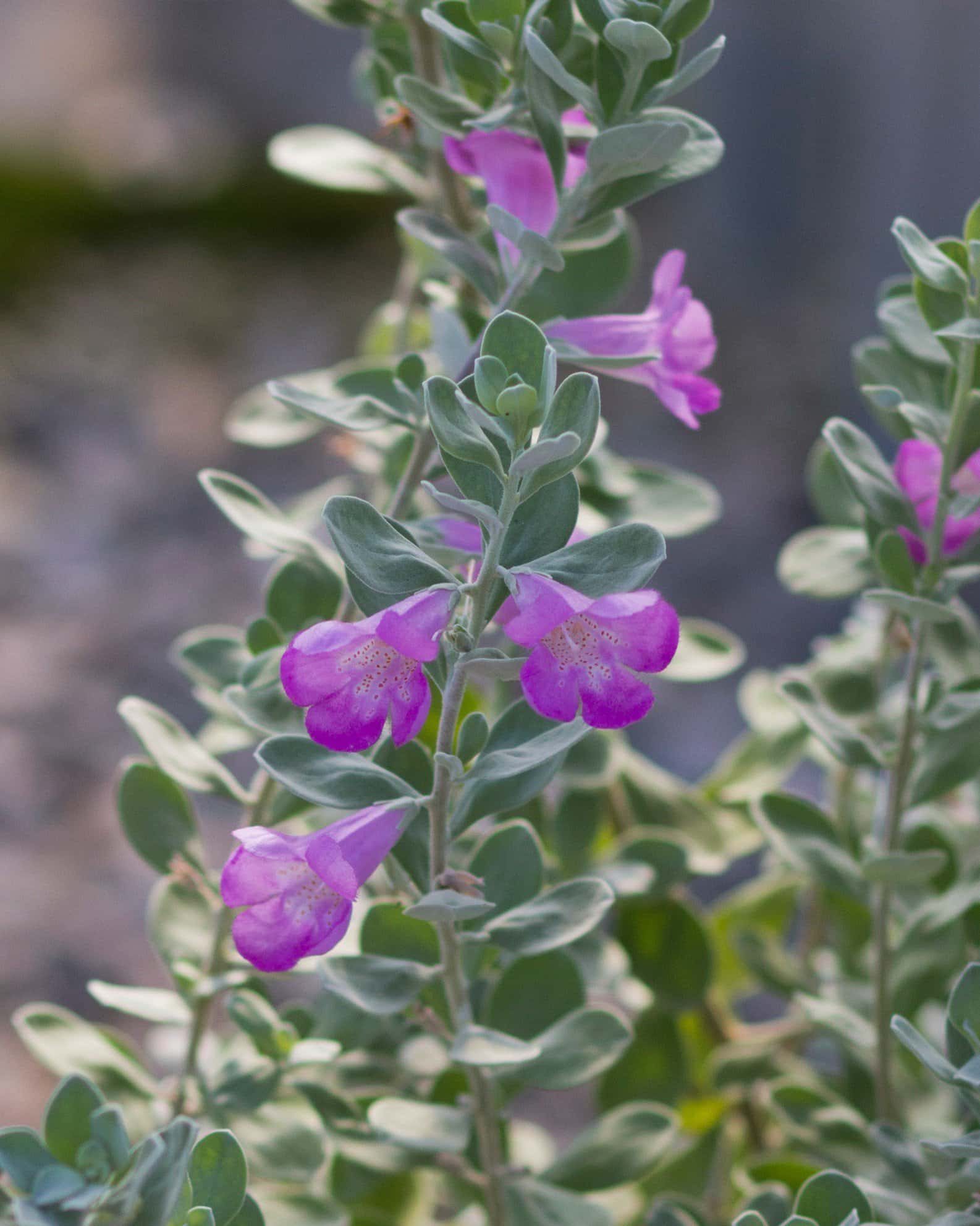 San Antonio Texas Sage - Image 3