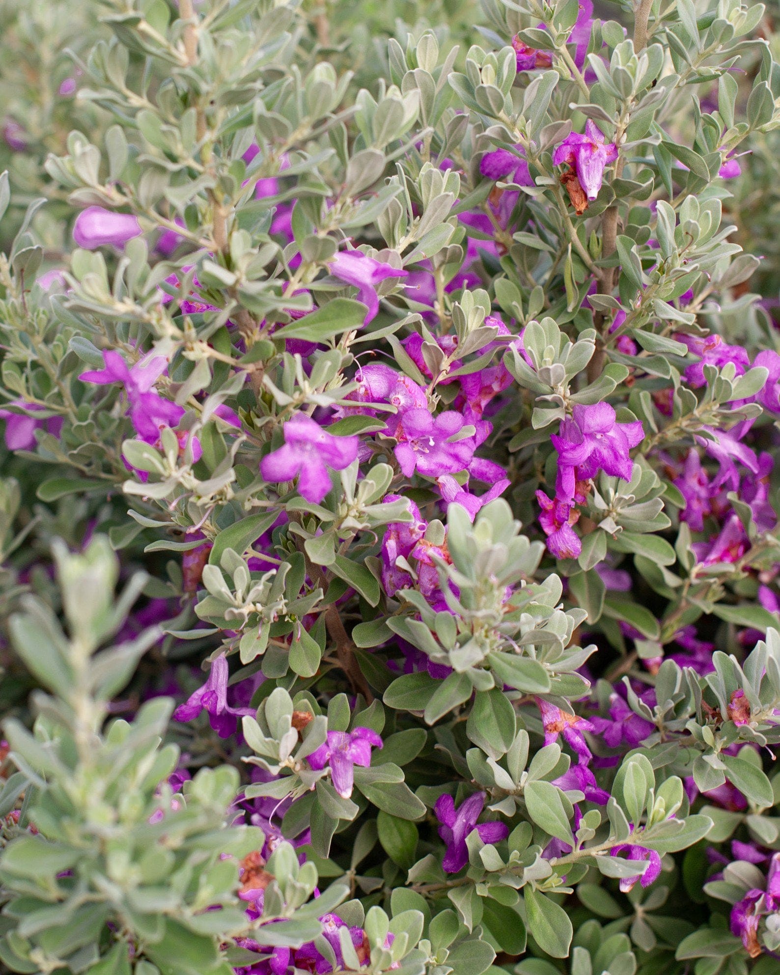 Silver Star Texas Sage
