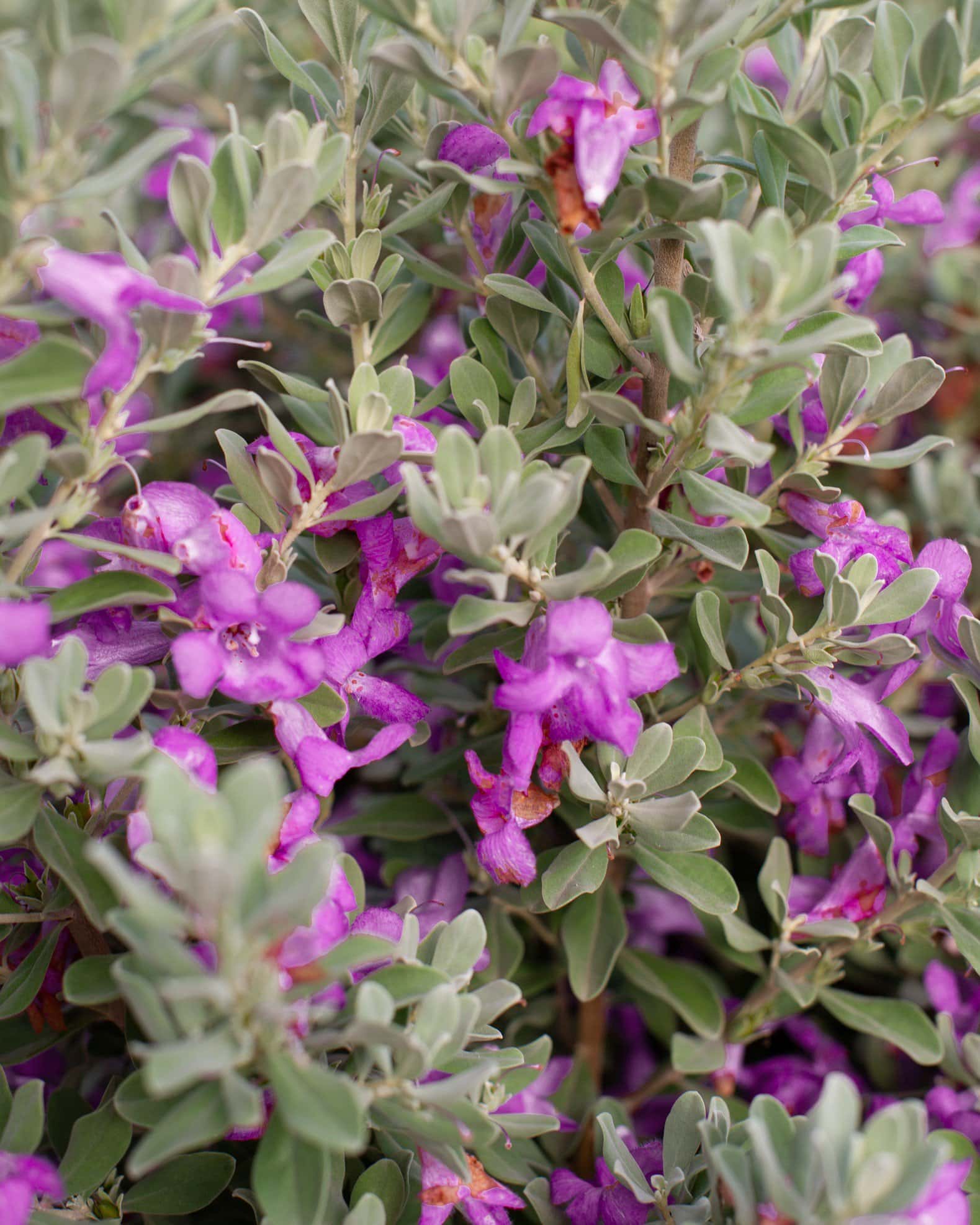 Silver Star Texas Sage - Image 1