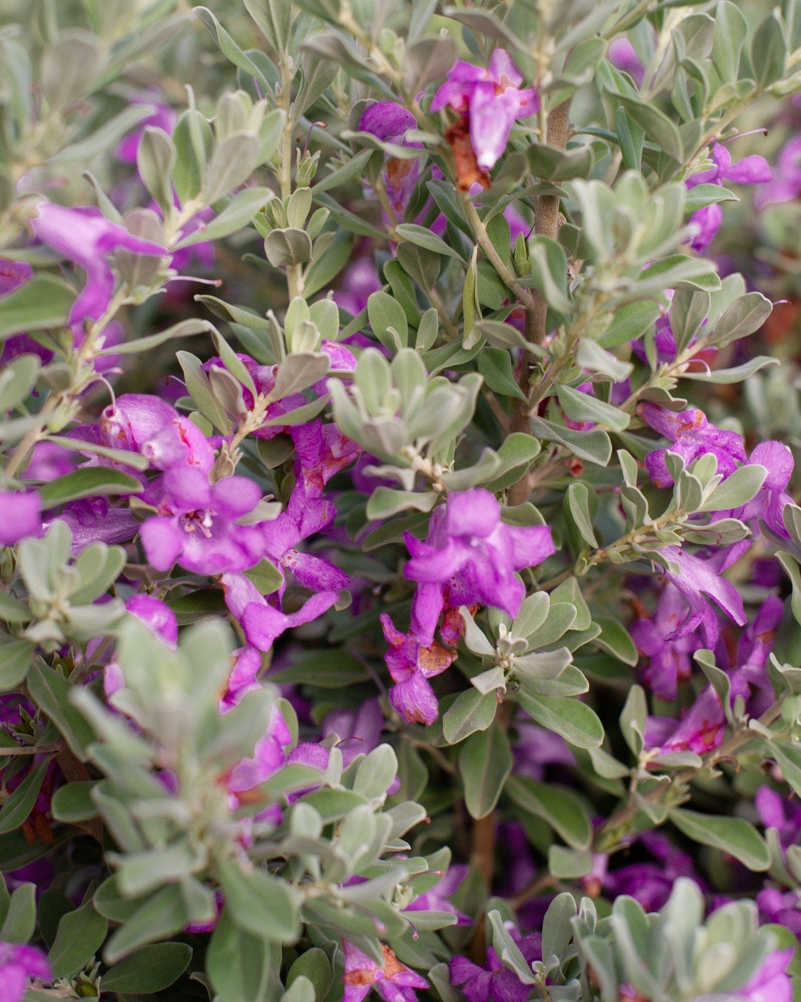 Silver Star Texas Sage - view 2