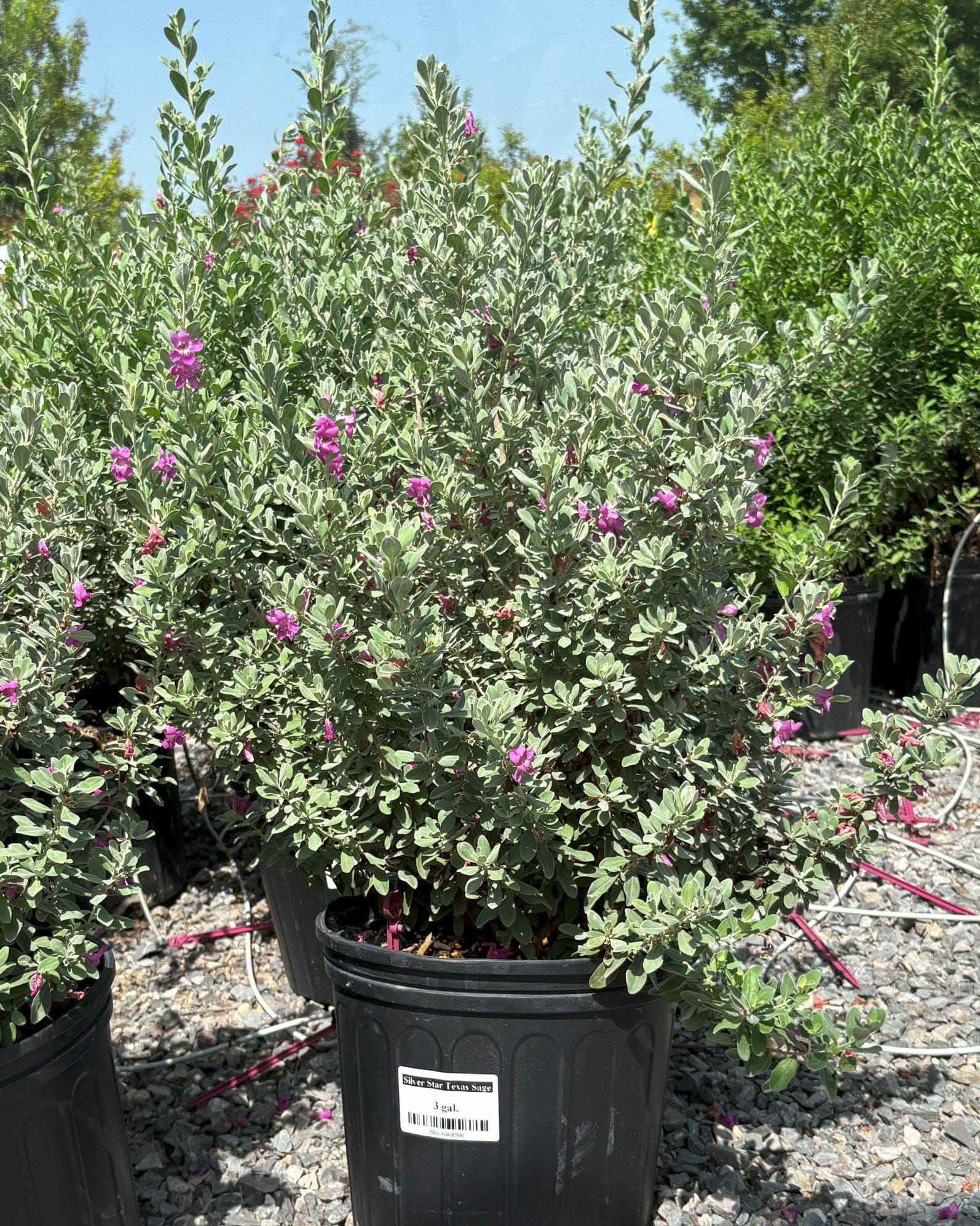 Silver Star Texas Sage - view 3