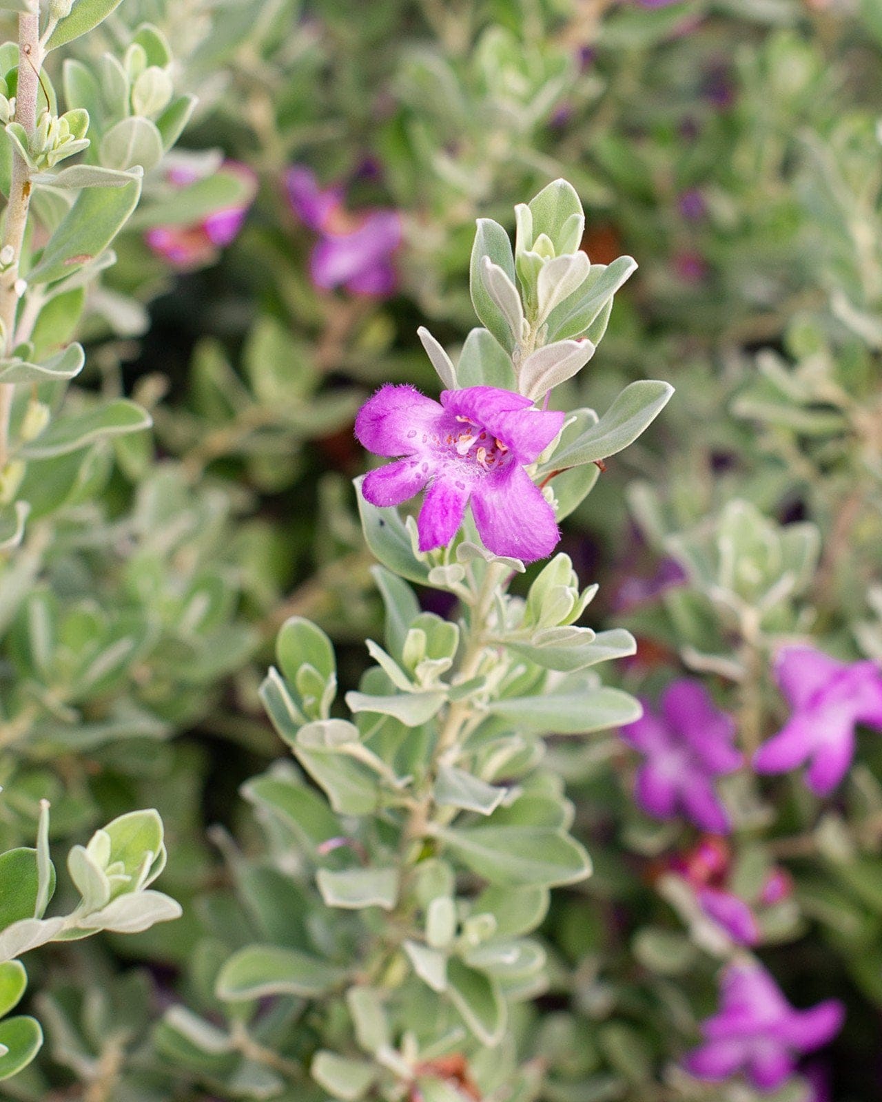 Silver Star Texas Sage - view 5