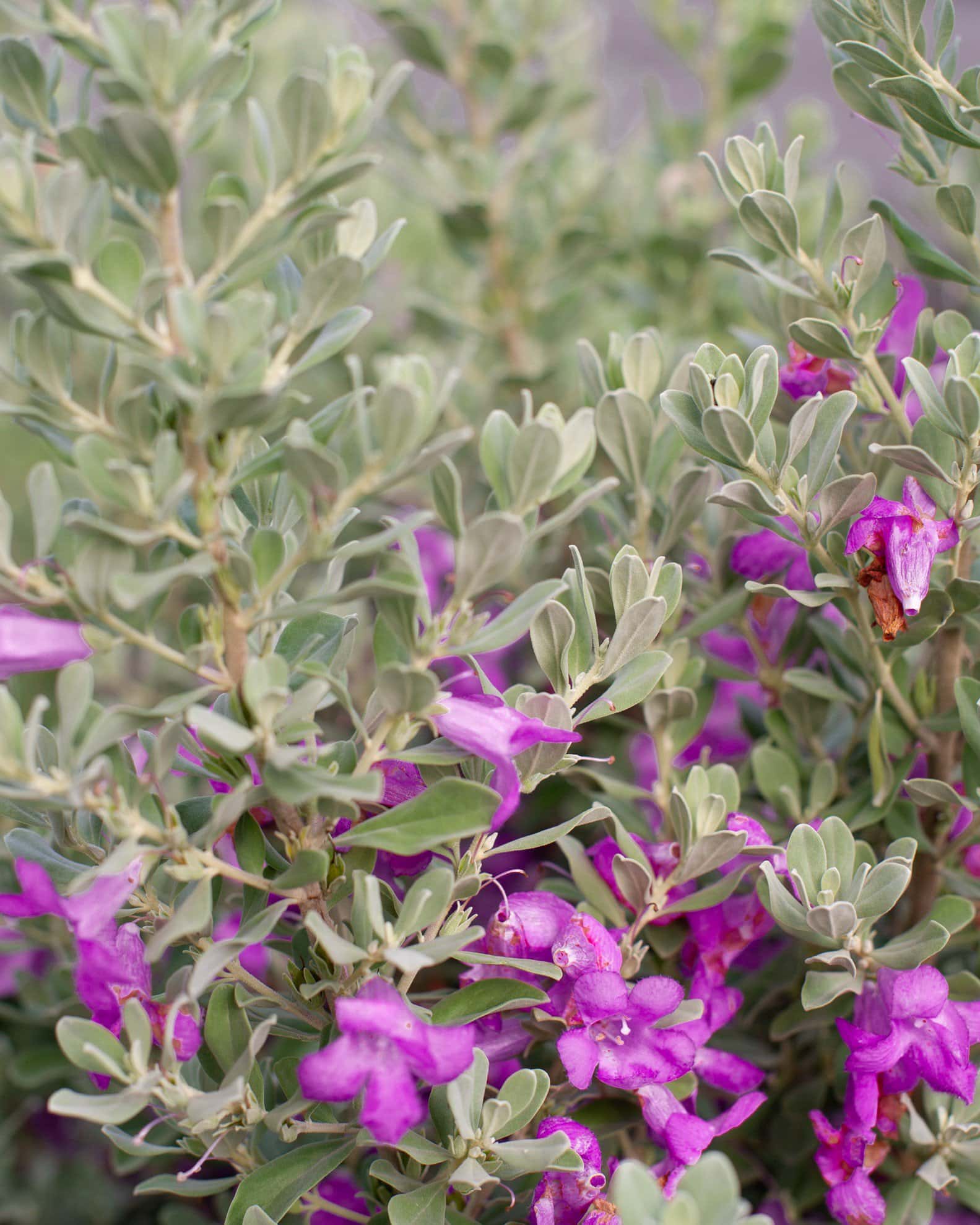 Silver Star Texas Sage - Image 7