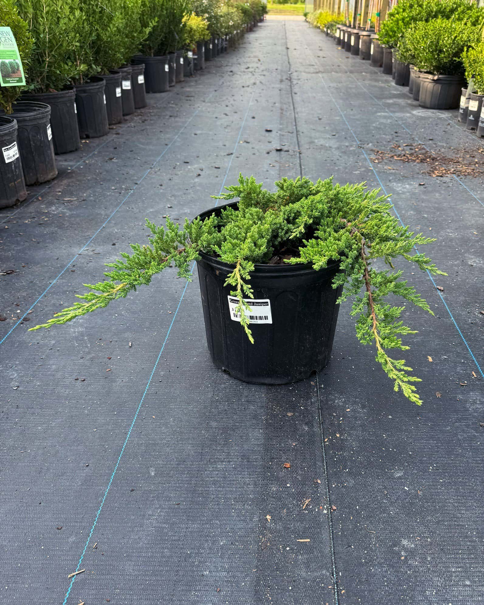 Green Mound Juniper - Main Image