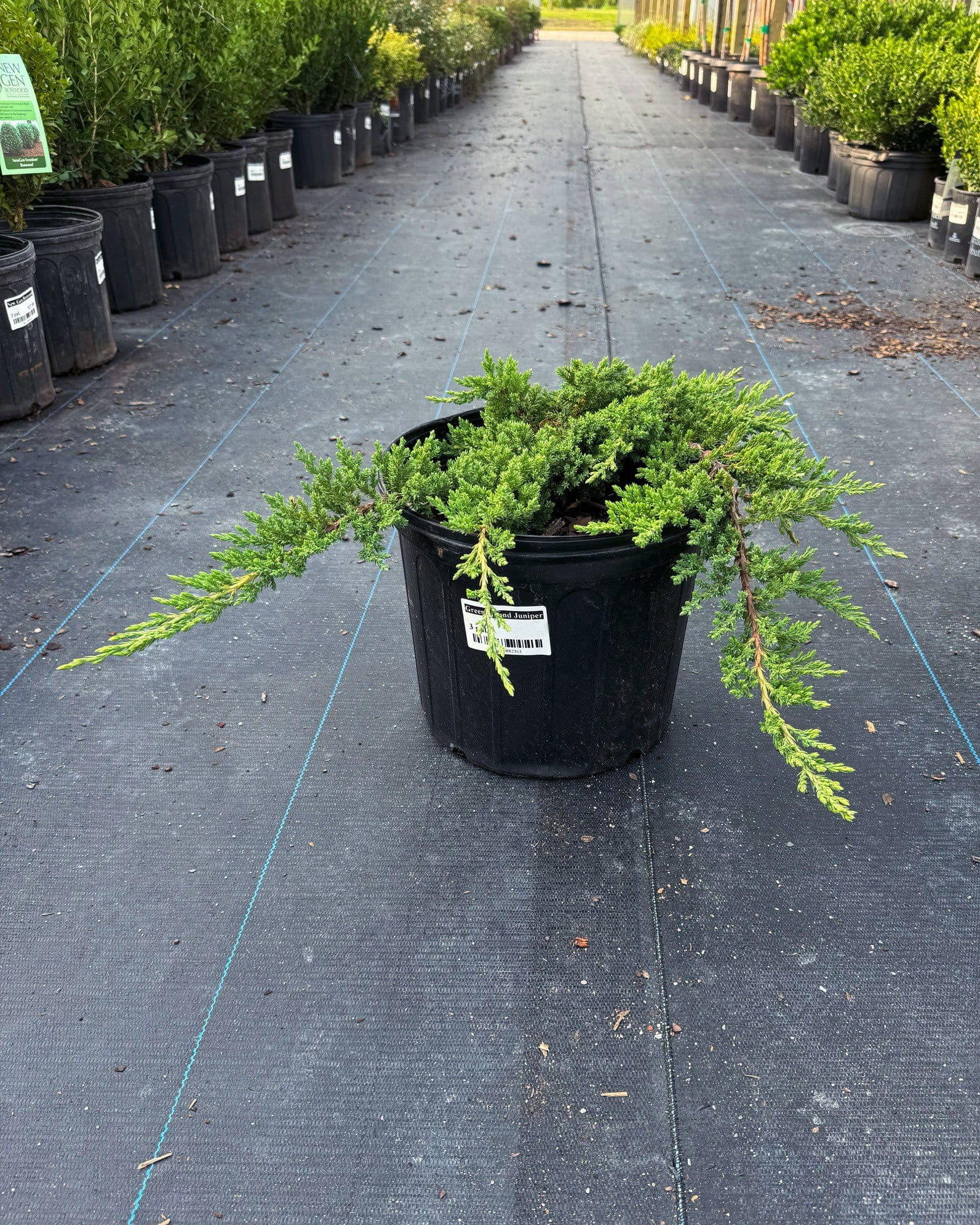 Green Mound Juniper