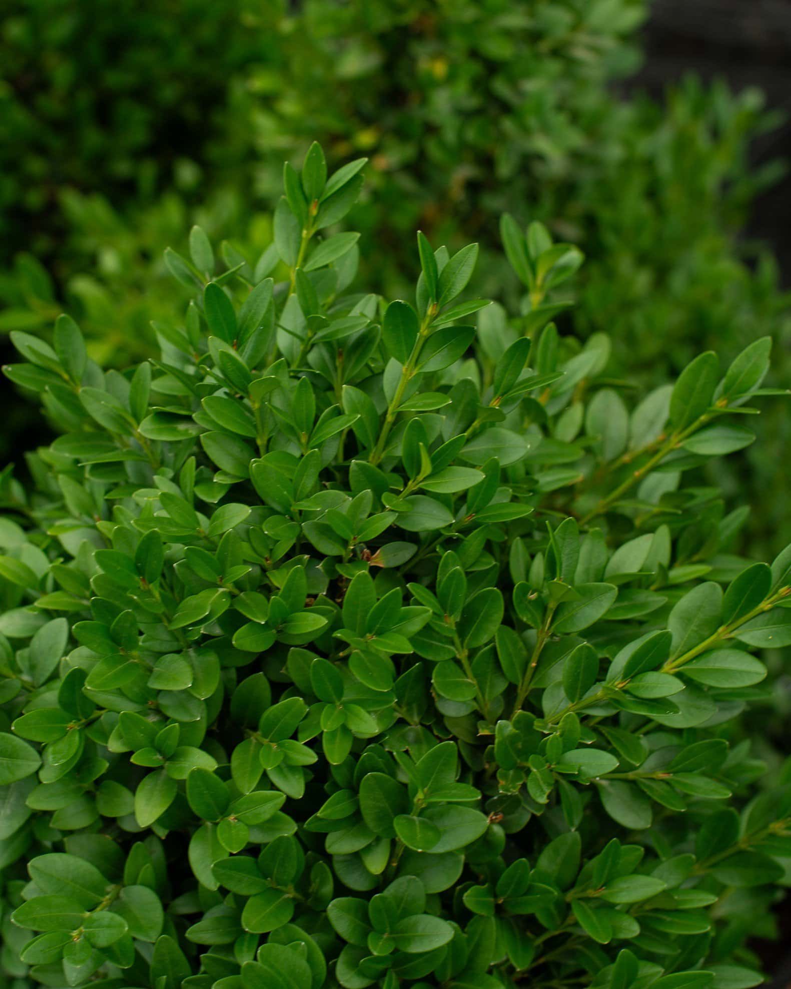 Green Mountain Boxwood - Main Image