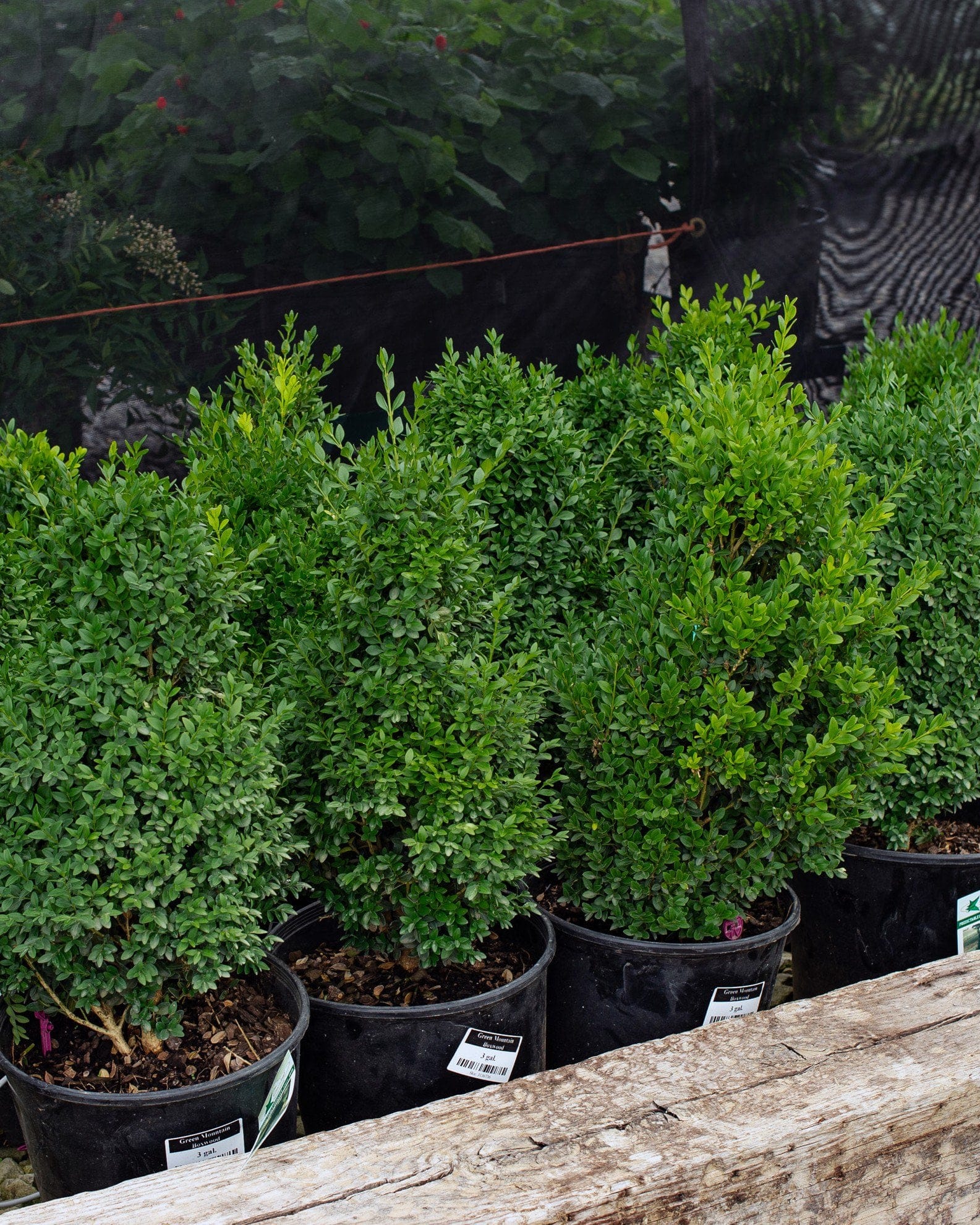 Green Mountain Boxwood - view 2