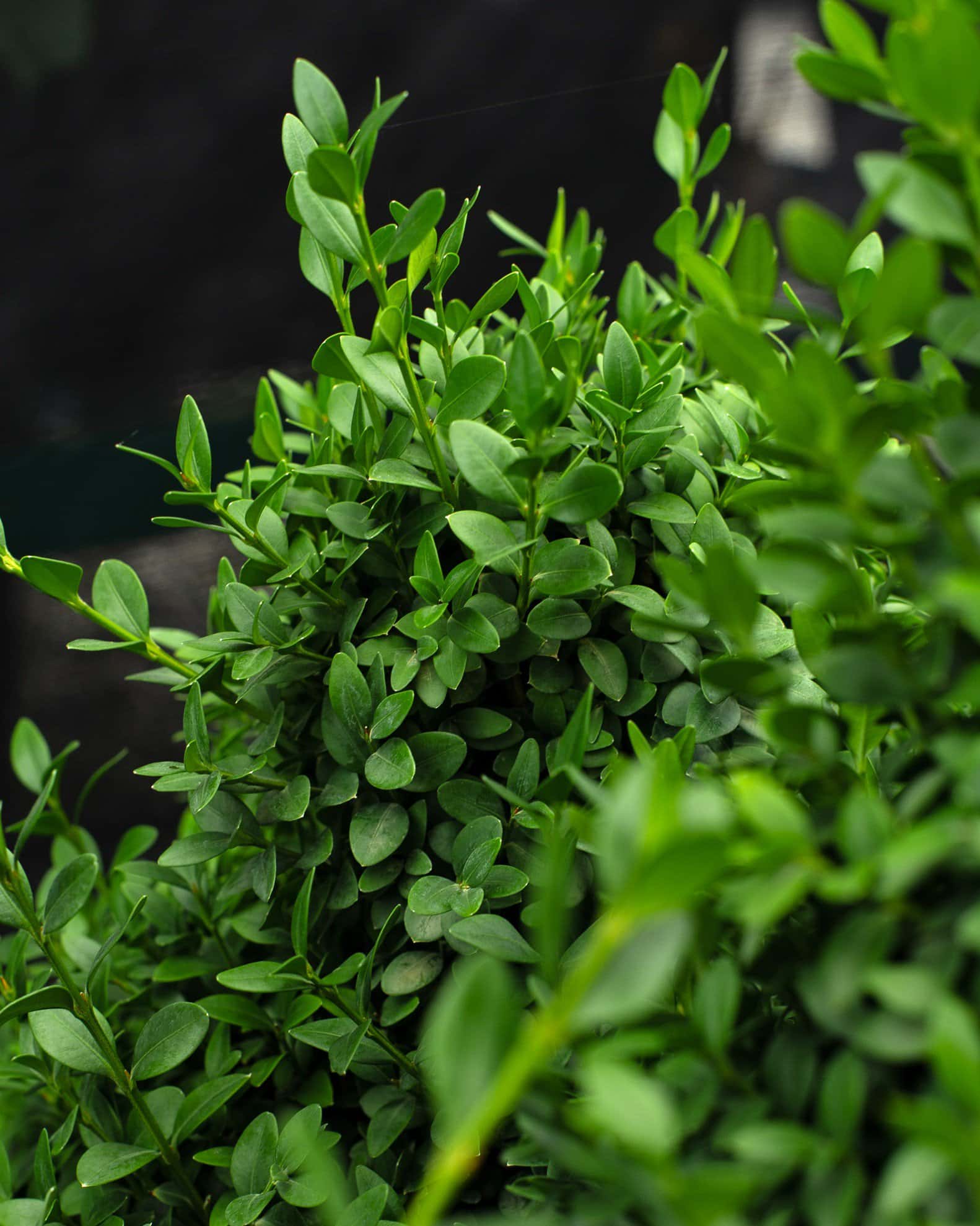 Green Mountain Boxwood - Image 2