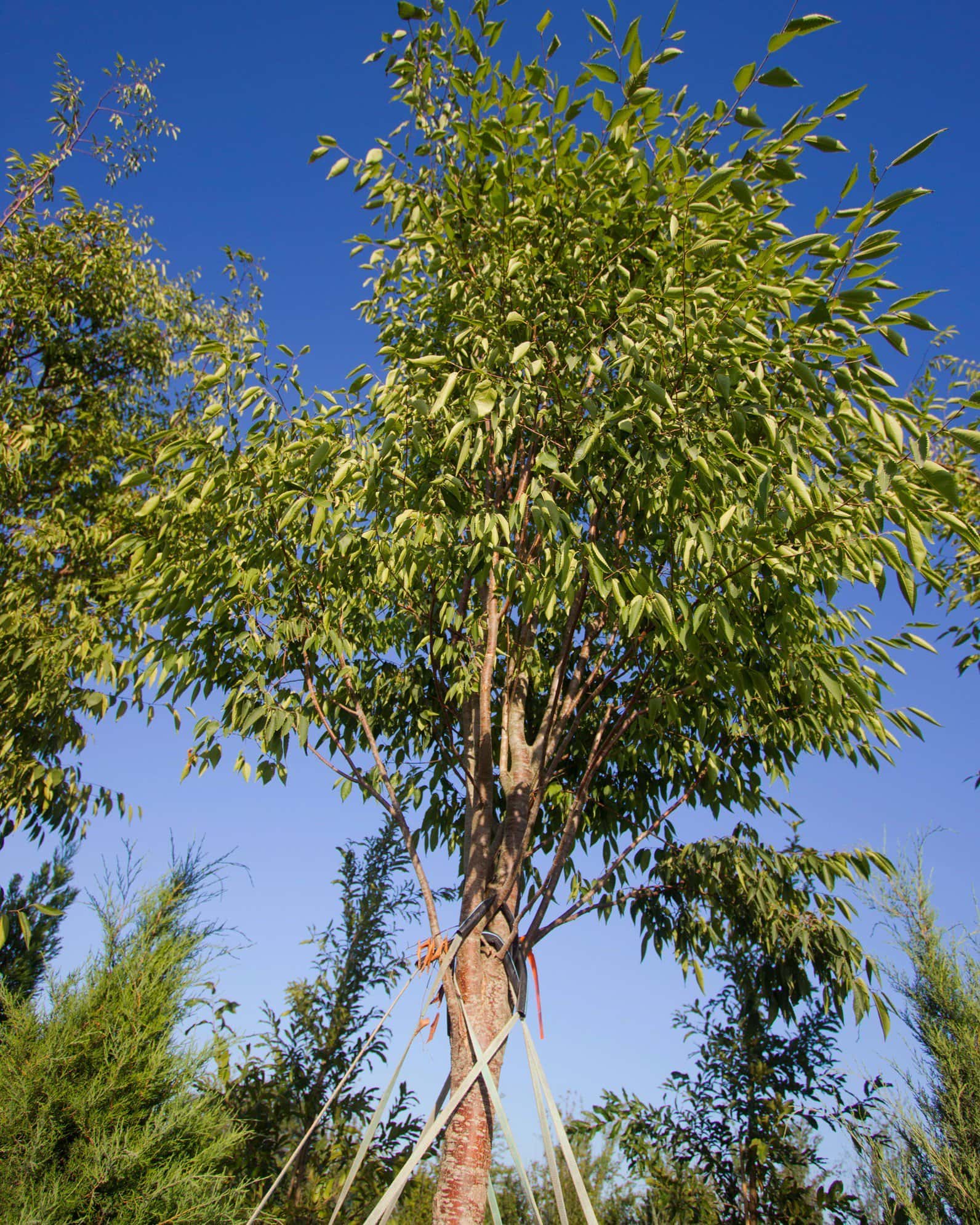 Green Vase Zelkova - Main Image