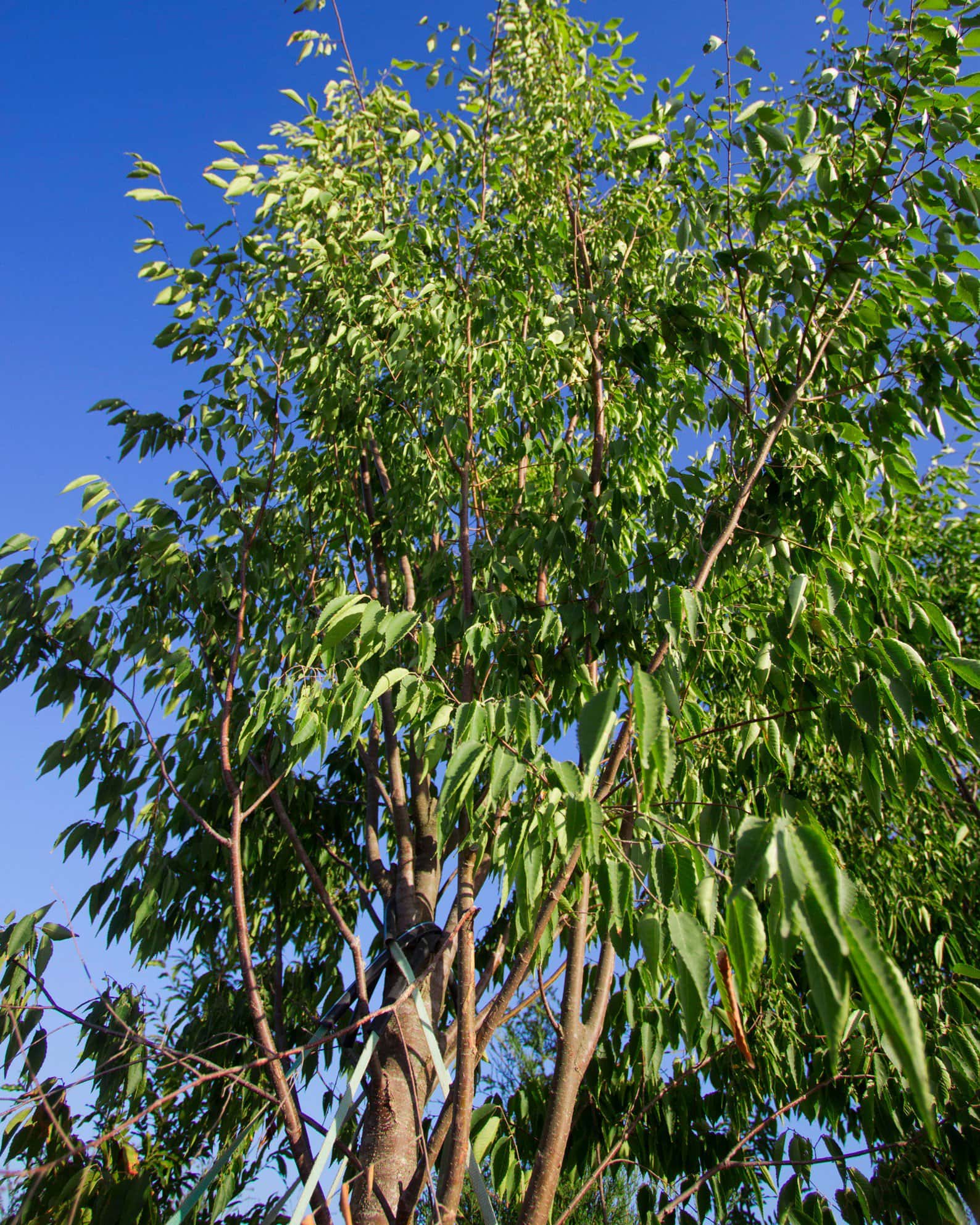 Green Vase Zelkova - Image 2