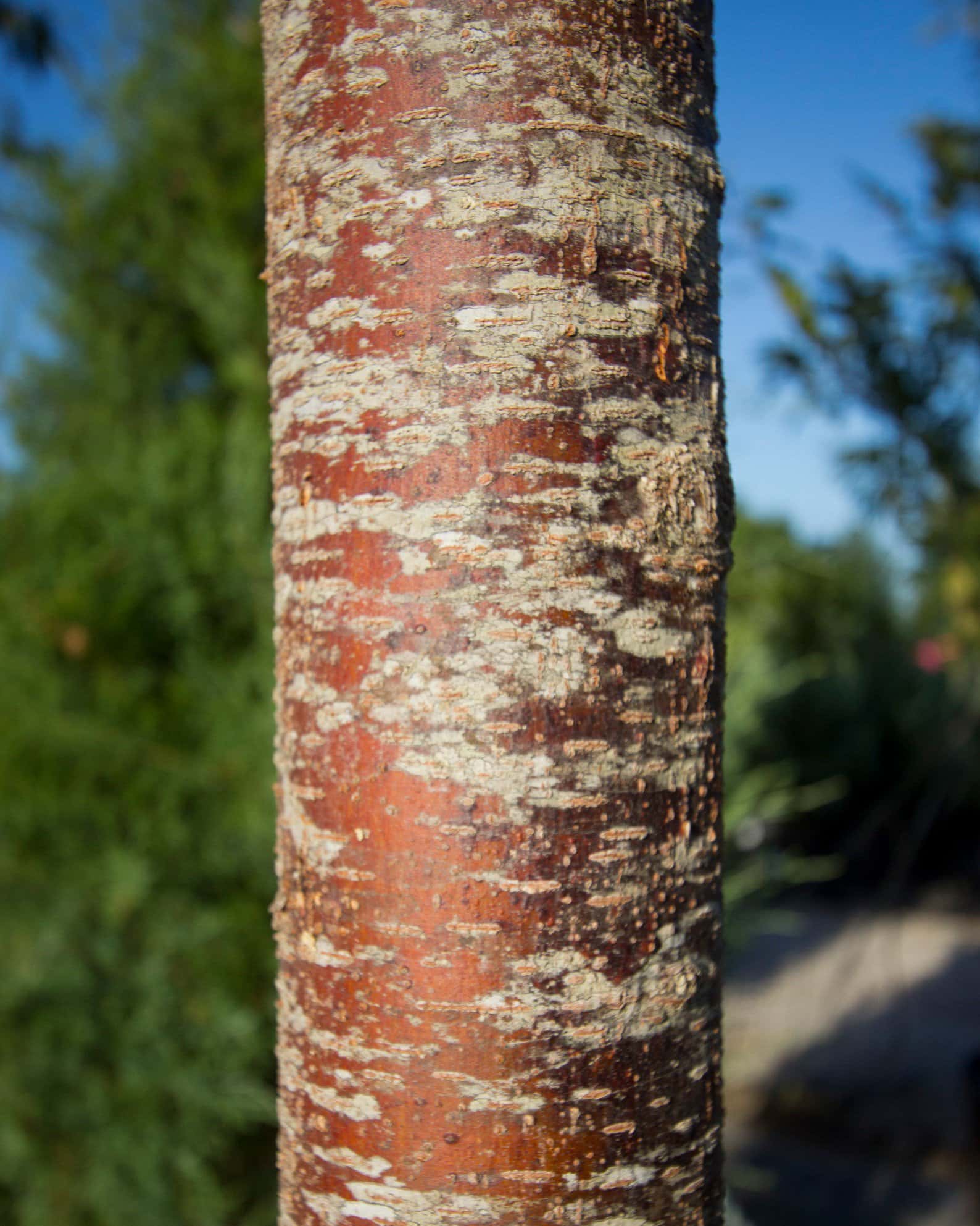 Green Vase Zelkova - Image 3