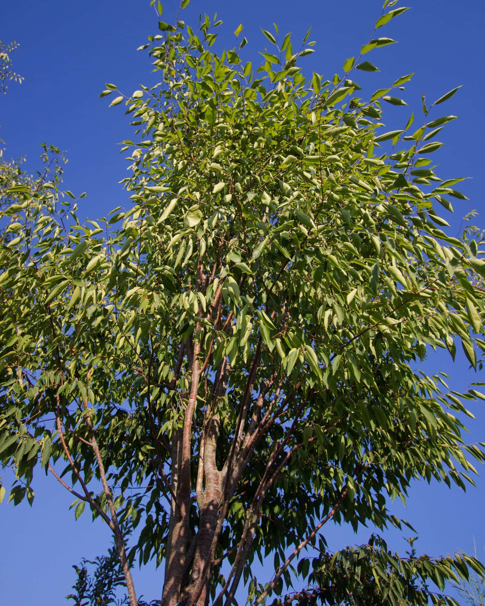 Green Vase Zelkova - Image 5