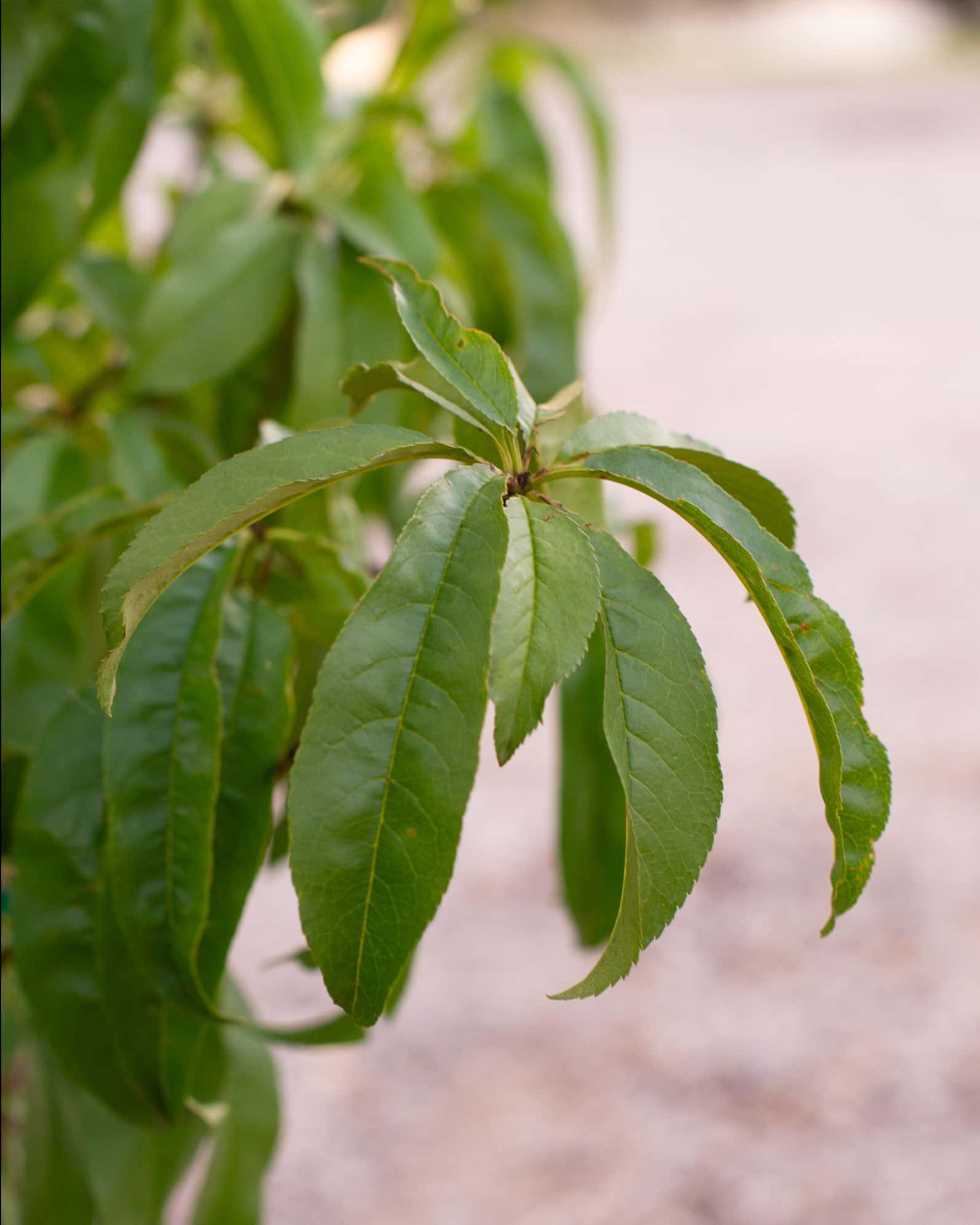 Harvester Peach - Image 1