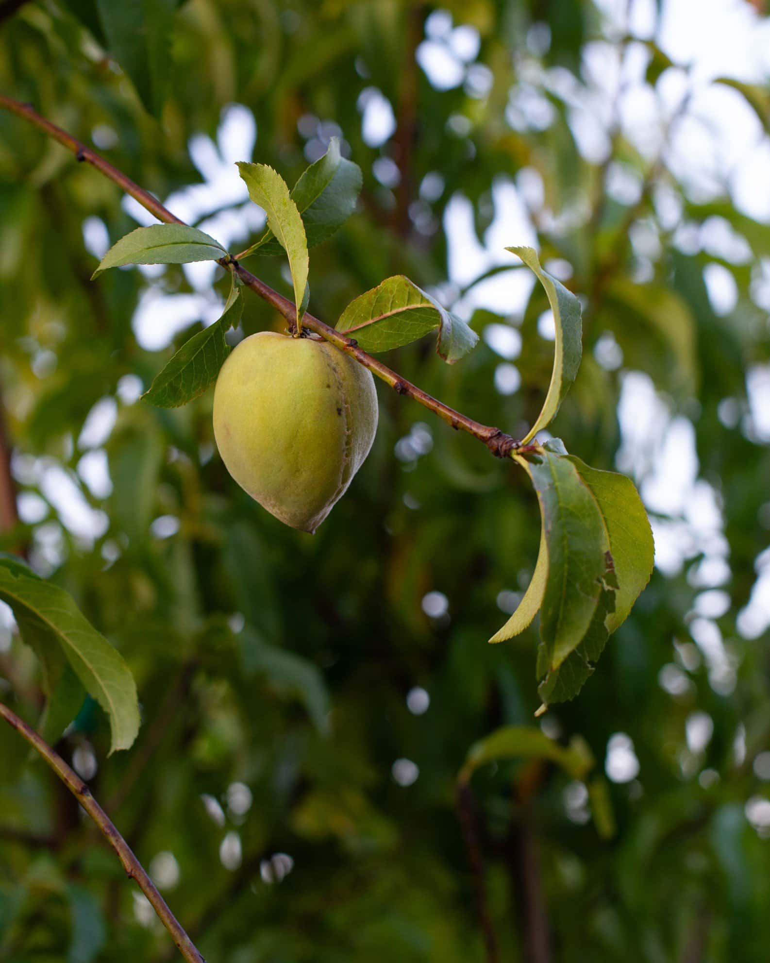 Harvester Peach - Image 2