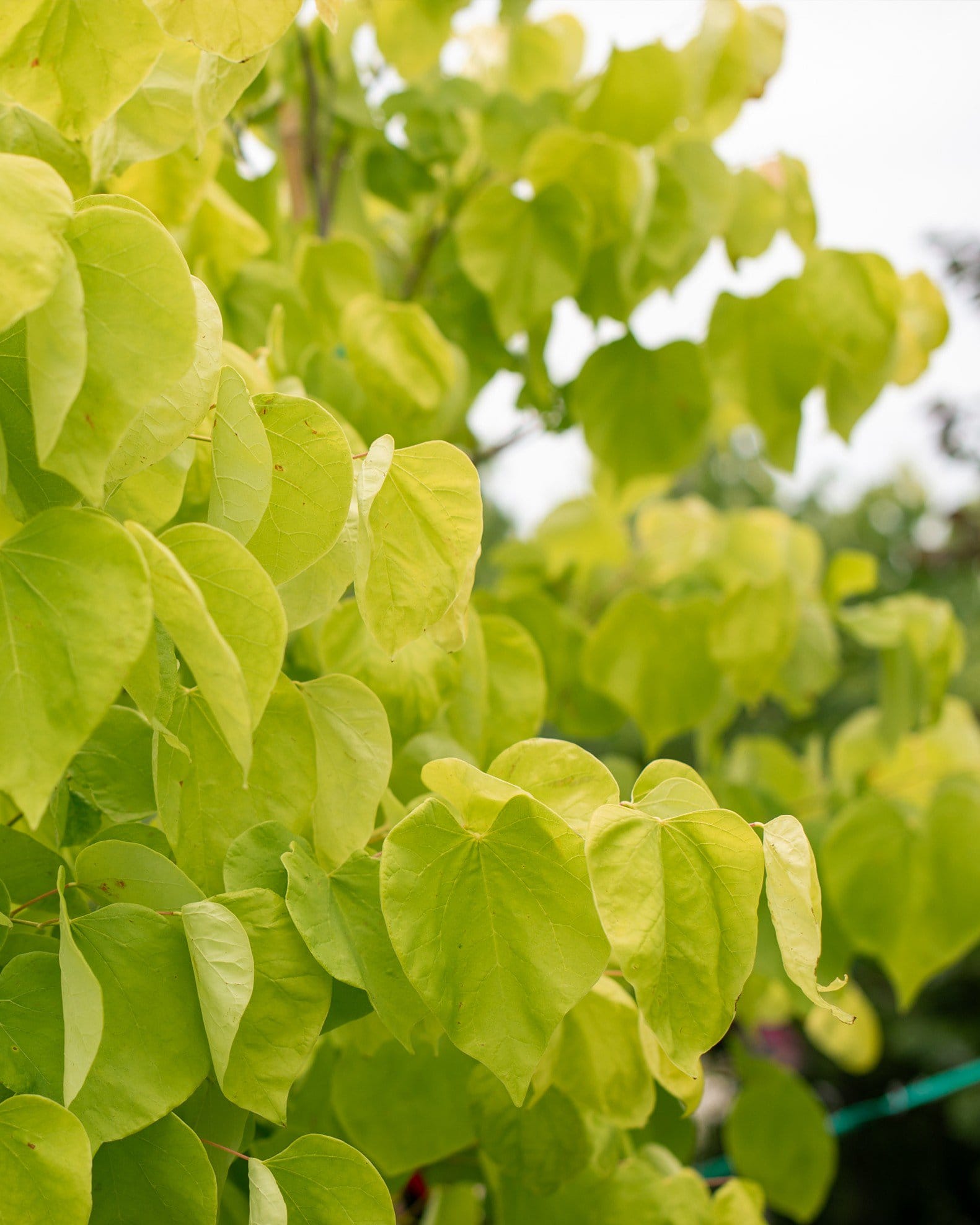 Hearts of Gold Redbud