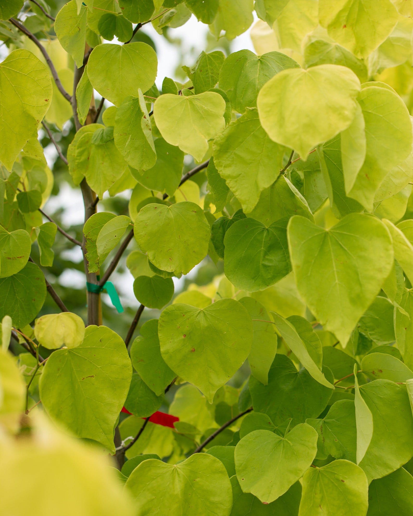 Hearts of Gold Redbud - view 2