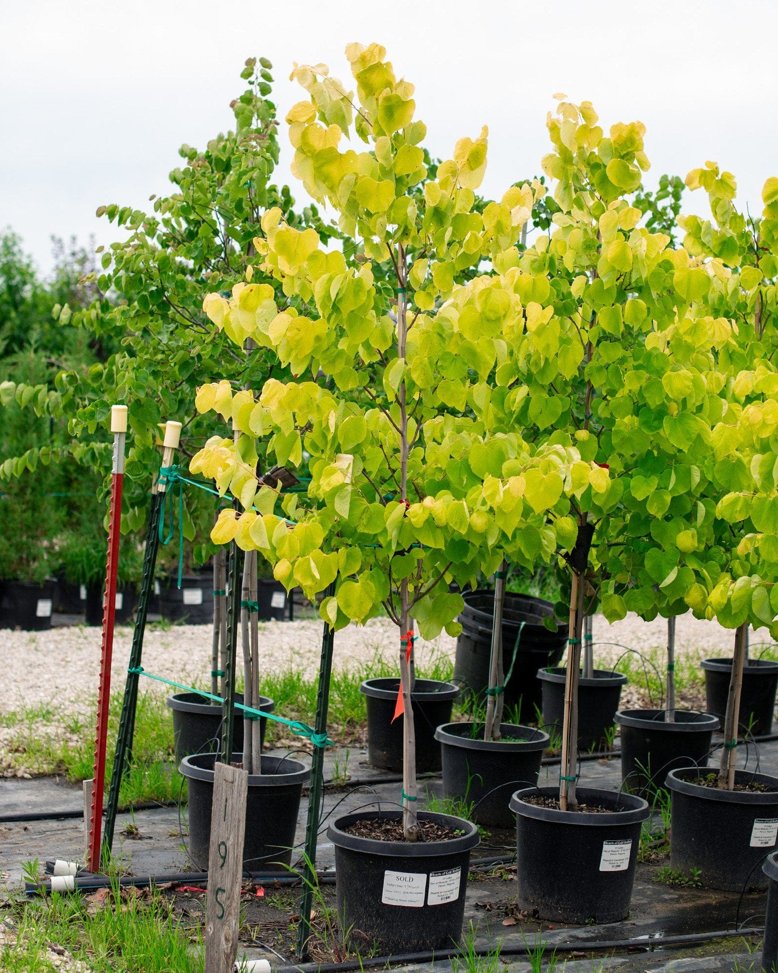 Hearts of Gold Redbud - view 3