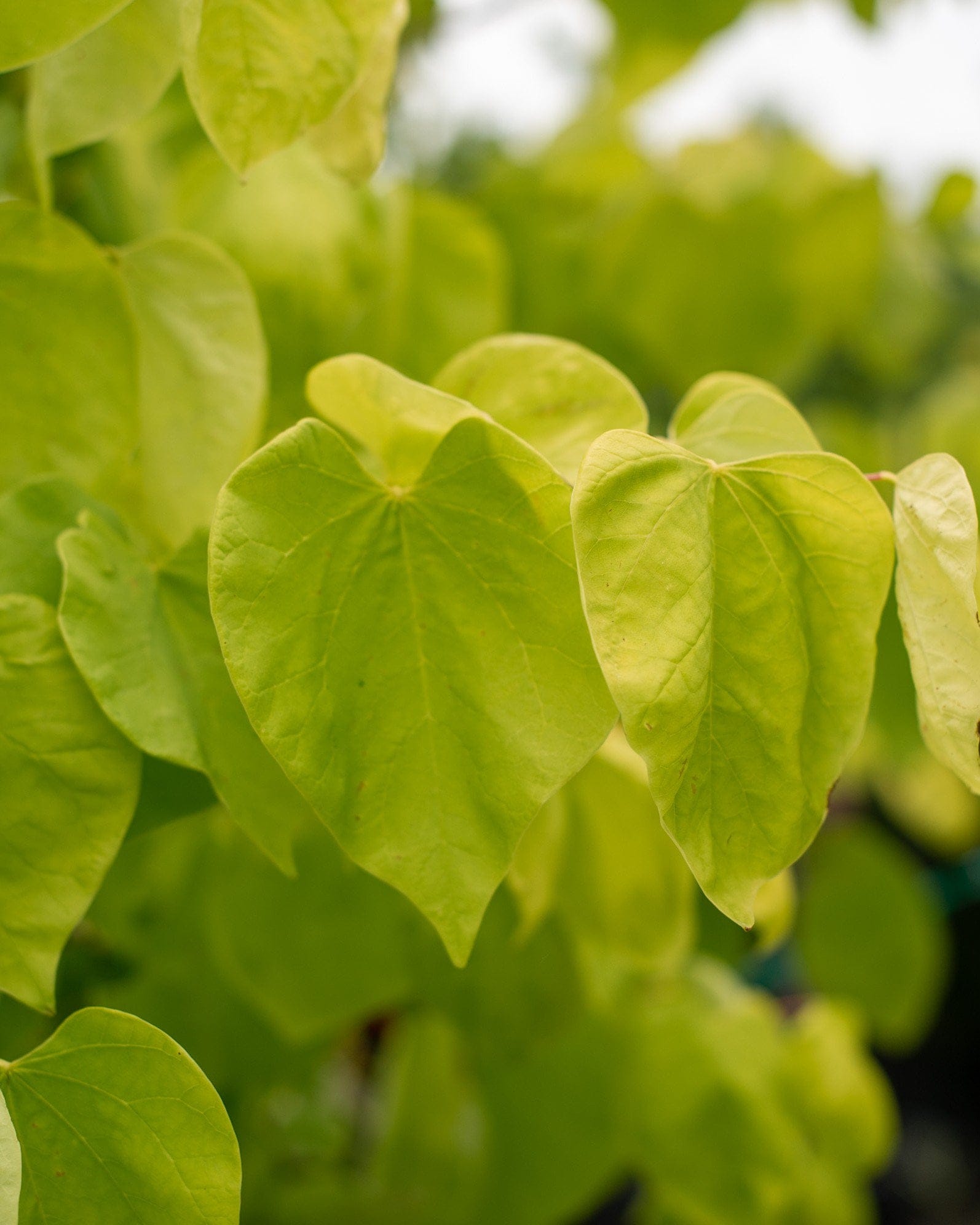 Hearts of Gold Redbud - view 4
