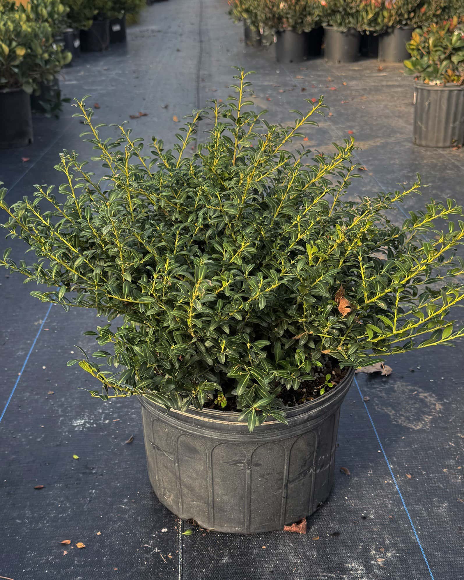 Helleri Holly - Main Image