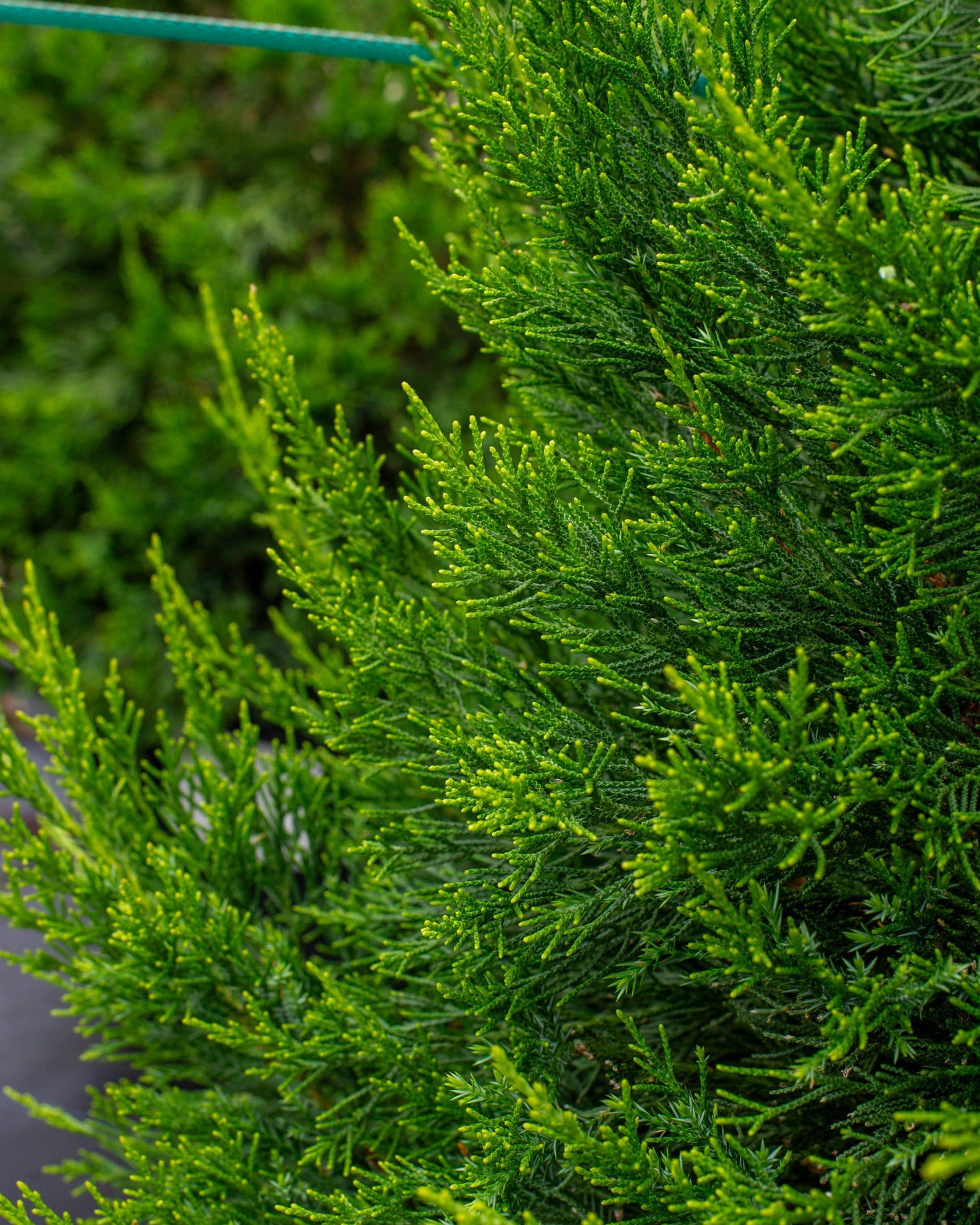 Hetzii Juniper - view 2